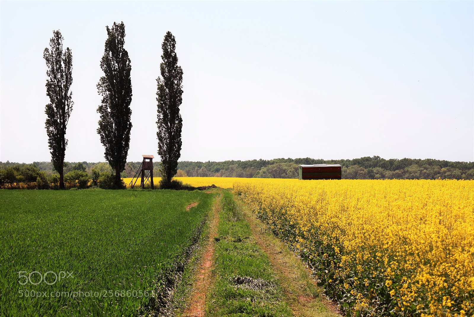 Nikon D3300 sample photo. Hrastovac polje photography