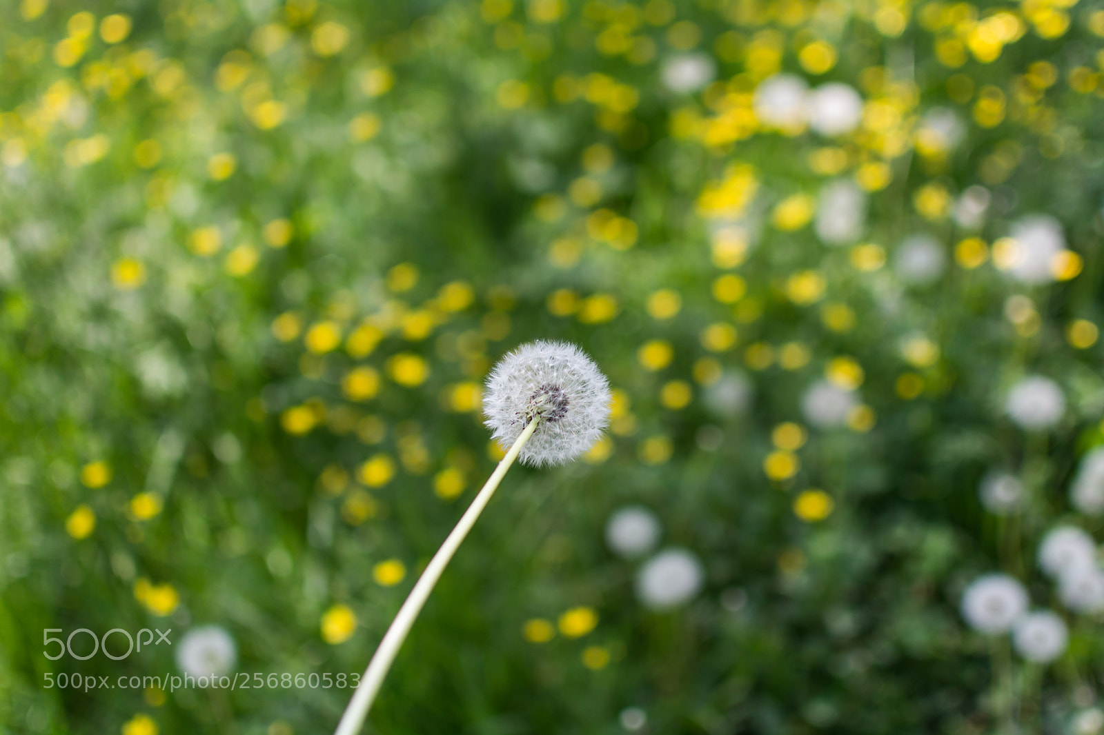 Nikon D7100 sample photo. Soffione photography