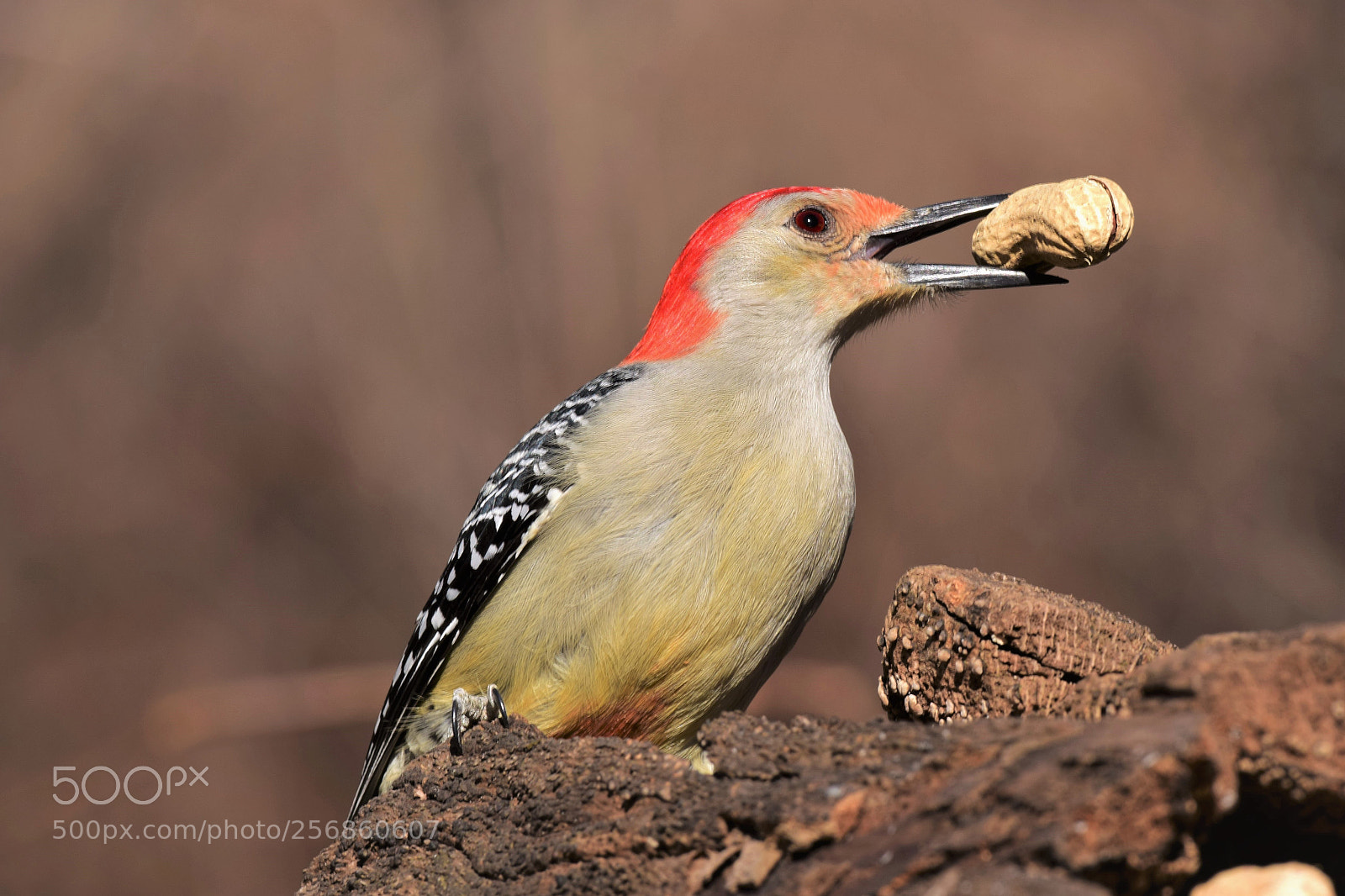 Nikon D3300 sample photo. Red bellied woodpecker on photography