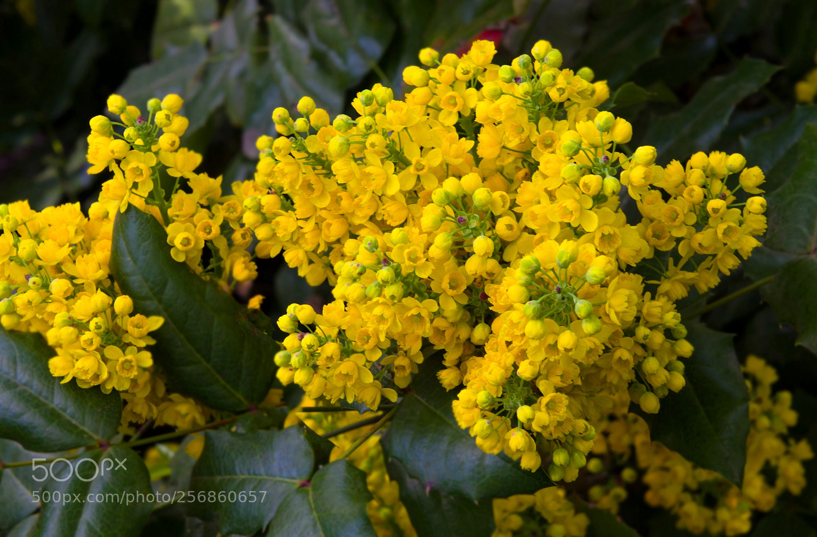 Nikon D7000 sample photo. **** photography