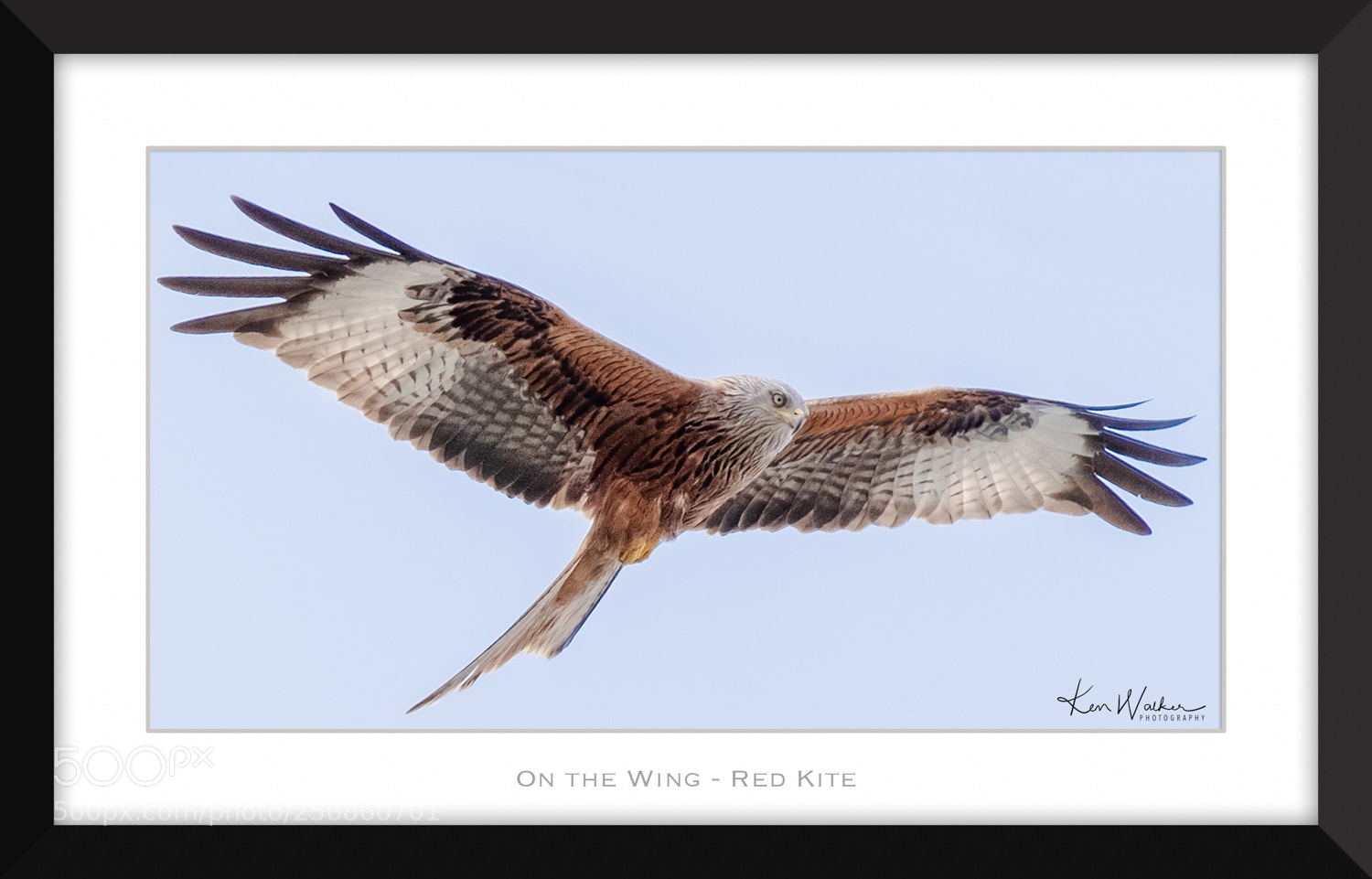 Fujifilm X-T2 sample photo. On the wing photography