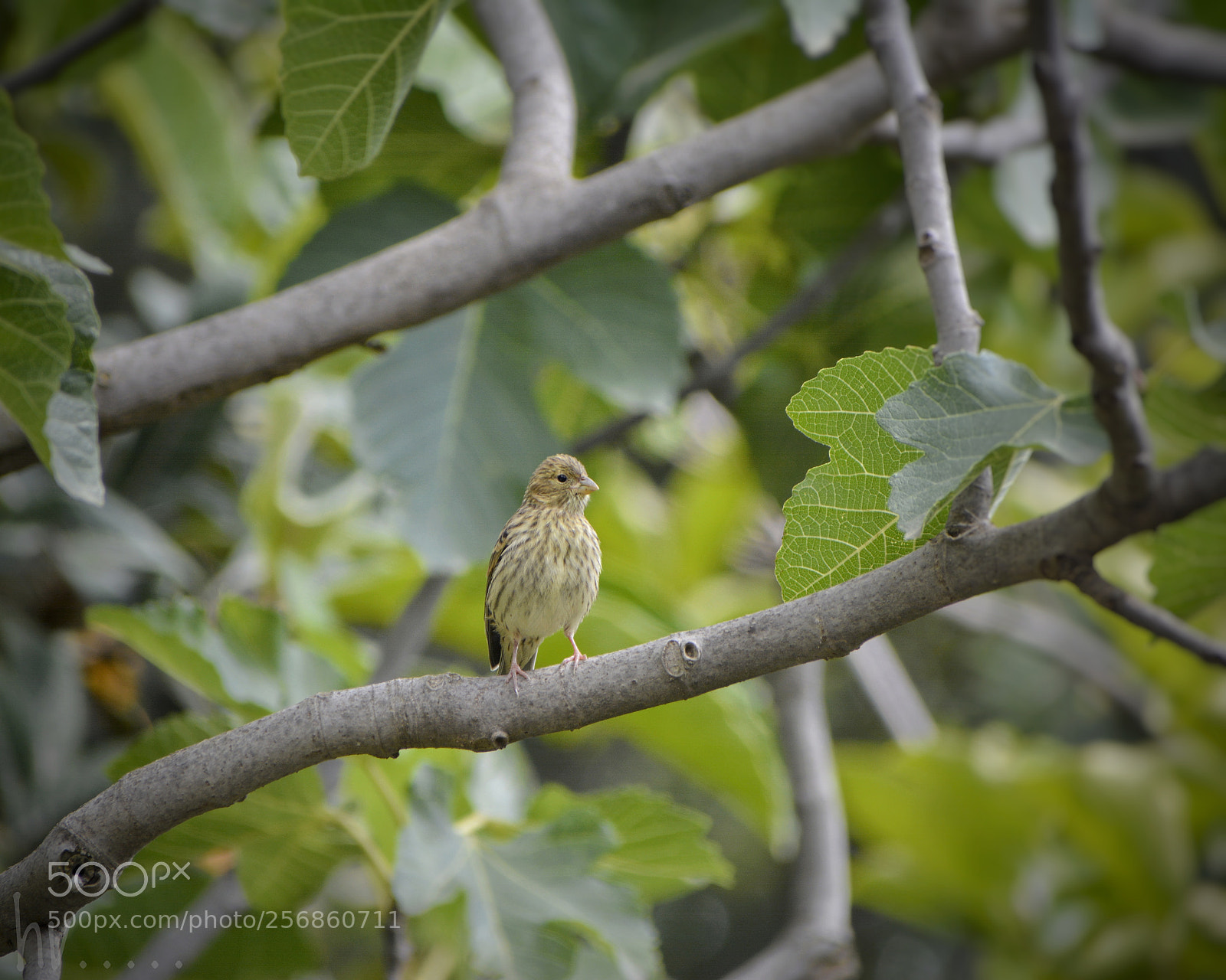 Nikon D7100 sample photo. Birdie photography