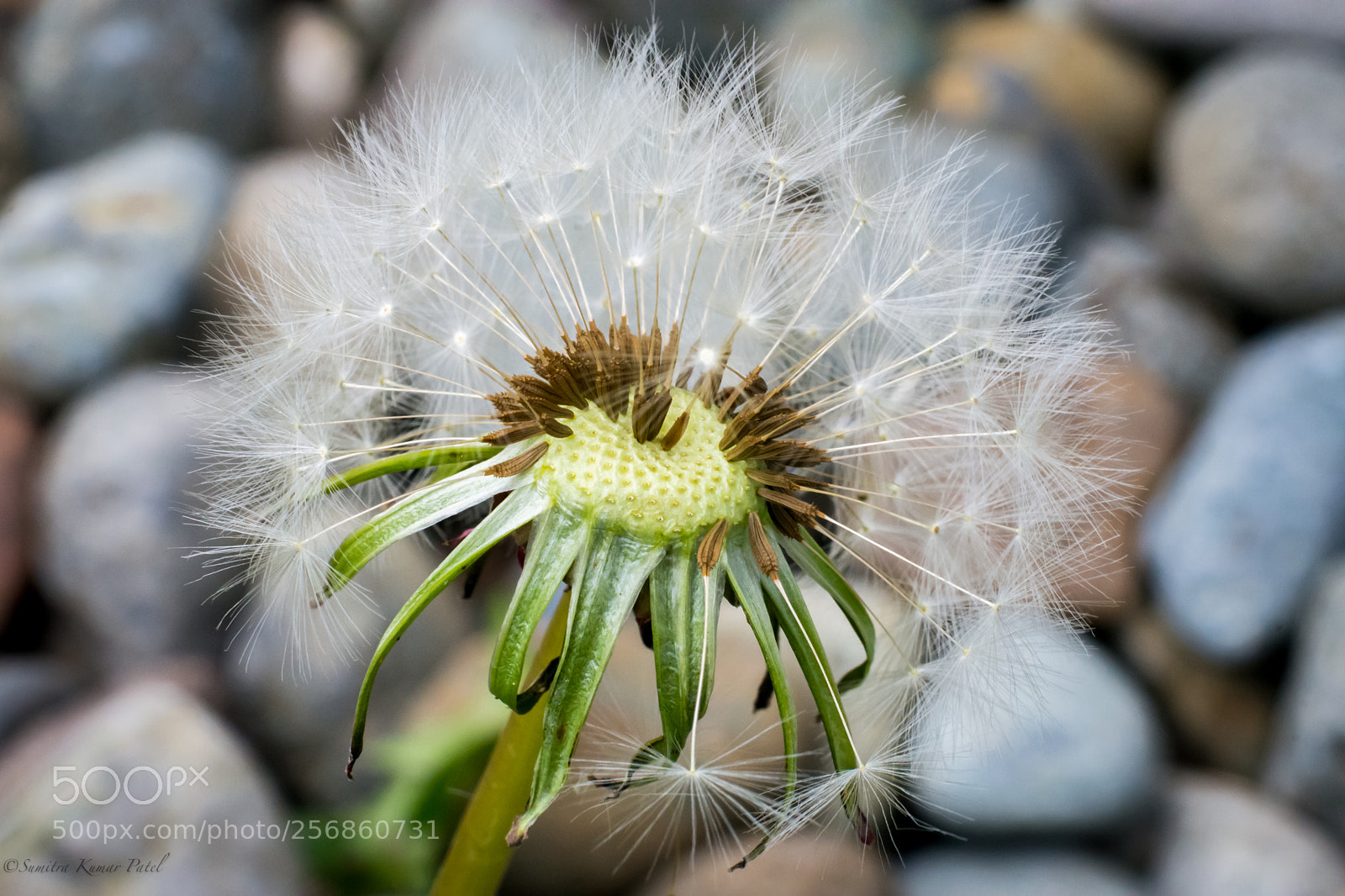 Nikon D7200 sample photo. Dandelion photography