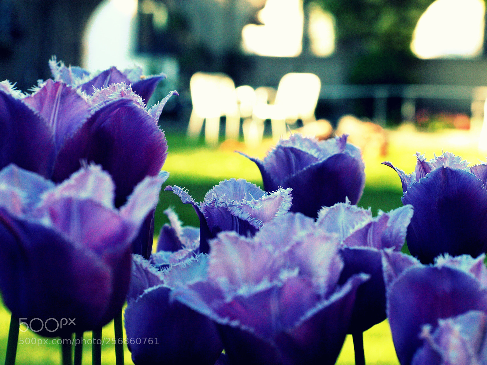Olympus E-420 (EVOLT E-420) sample photo. Flowers photography