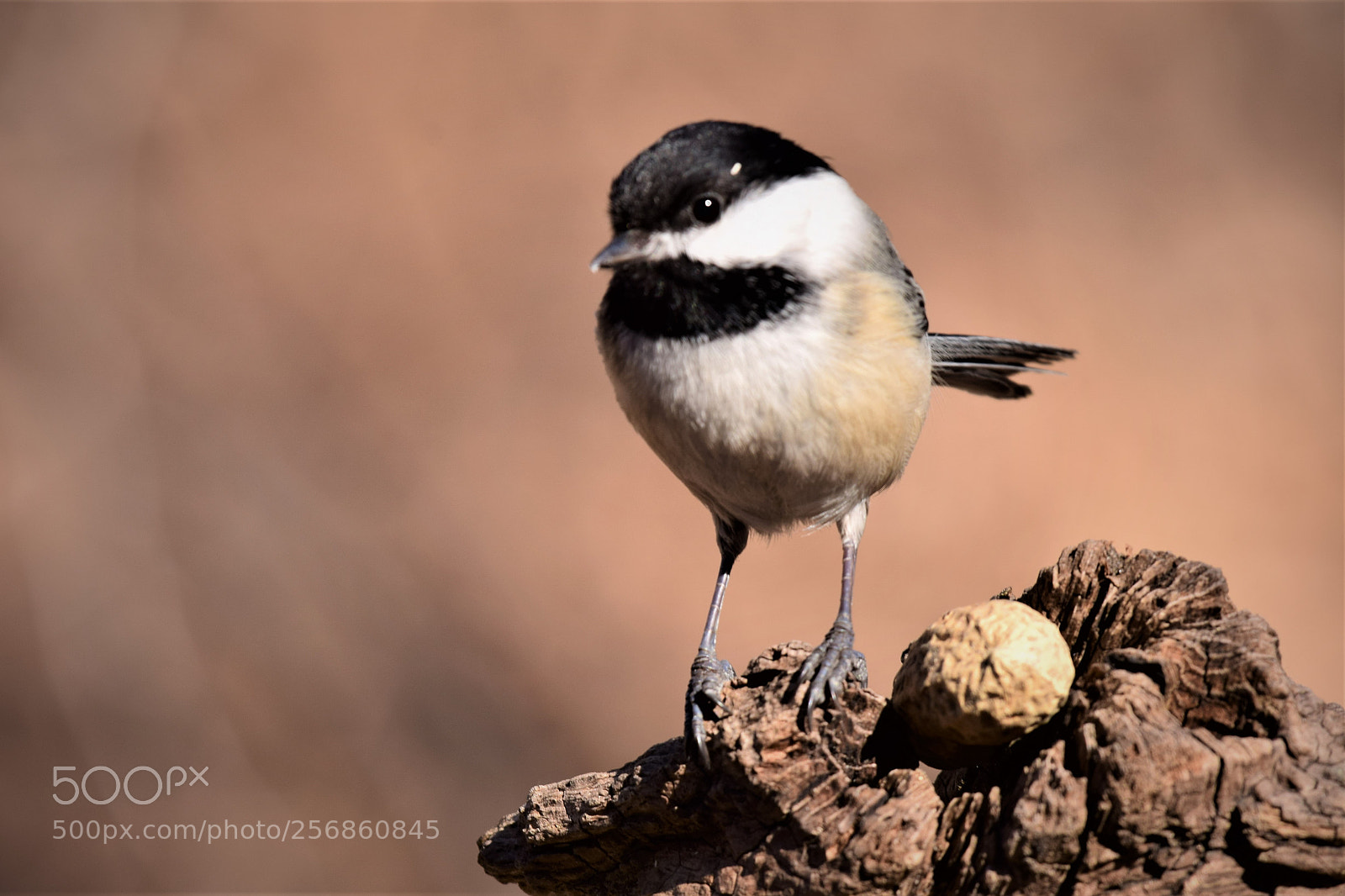 Nikon D3300 sample photo. Chickadee on stump with photography