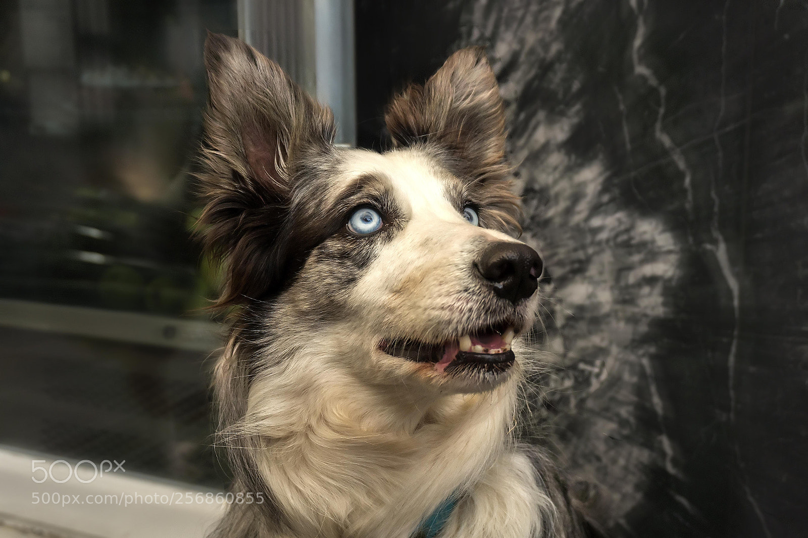 Sony Alpha a5000 (ILCE 5000) sample photo. Mirada de perro photography