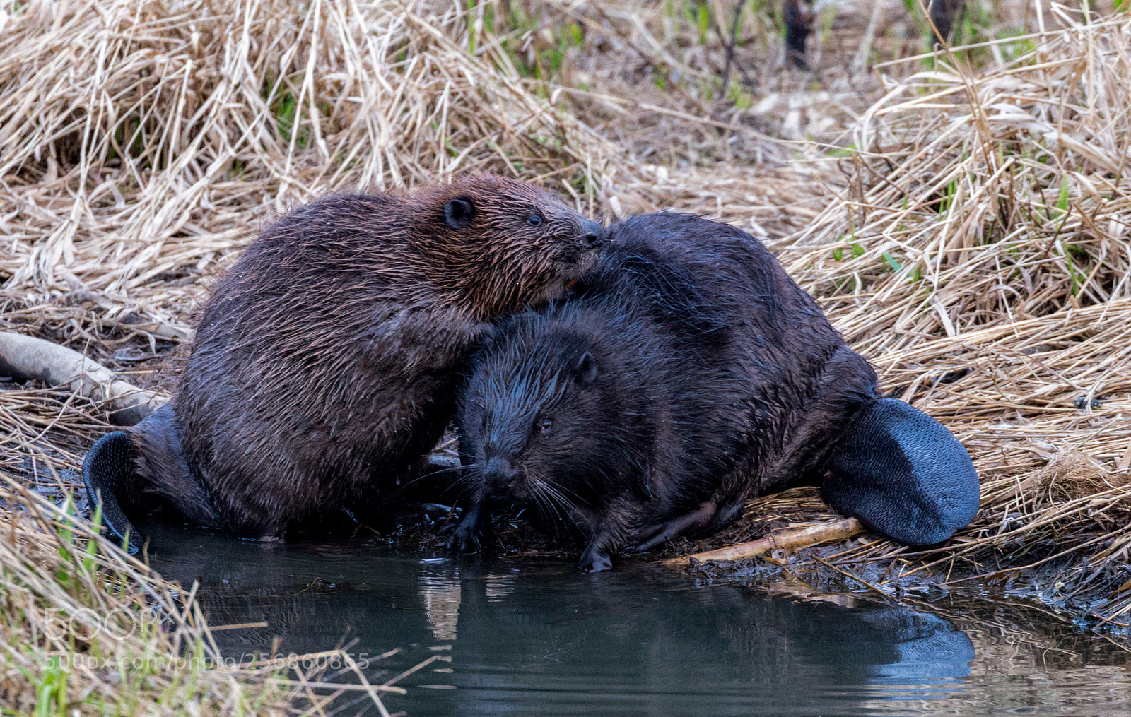 Canon EOS 6D sample photo. Beavers photography
