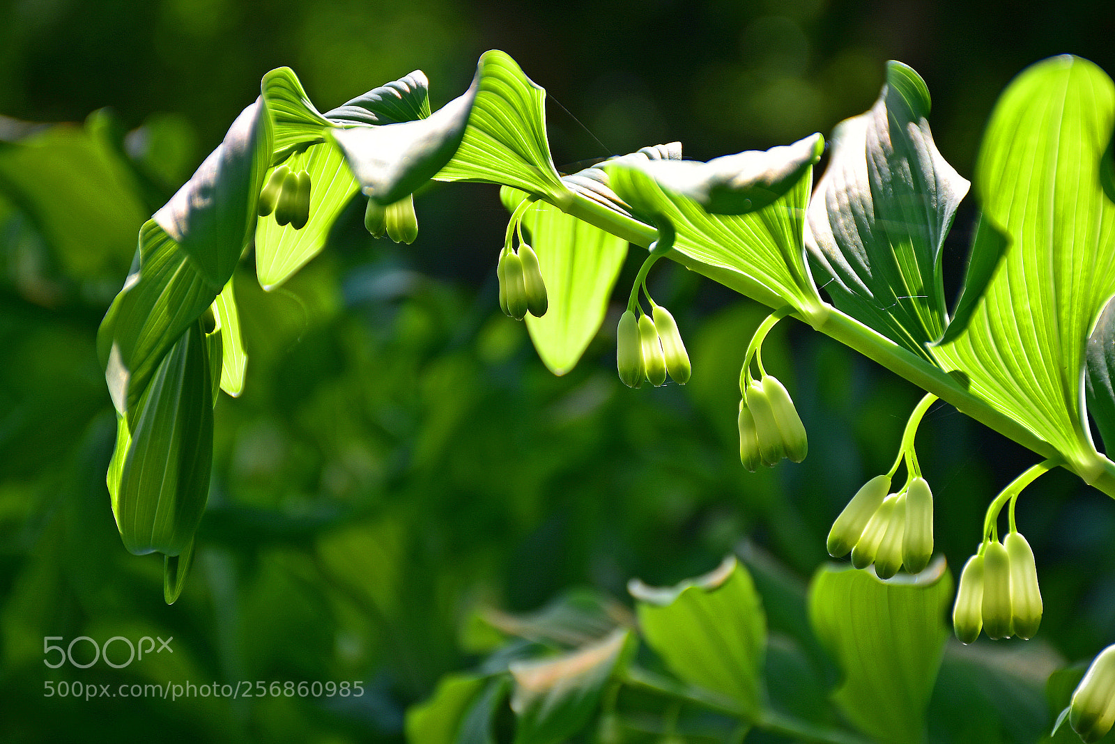 Nikon D7200 sample photo. Green light lanterns photography