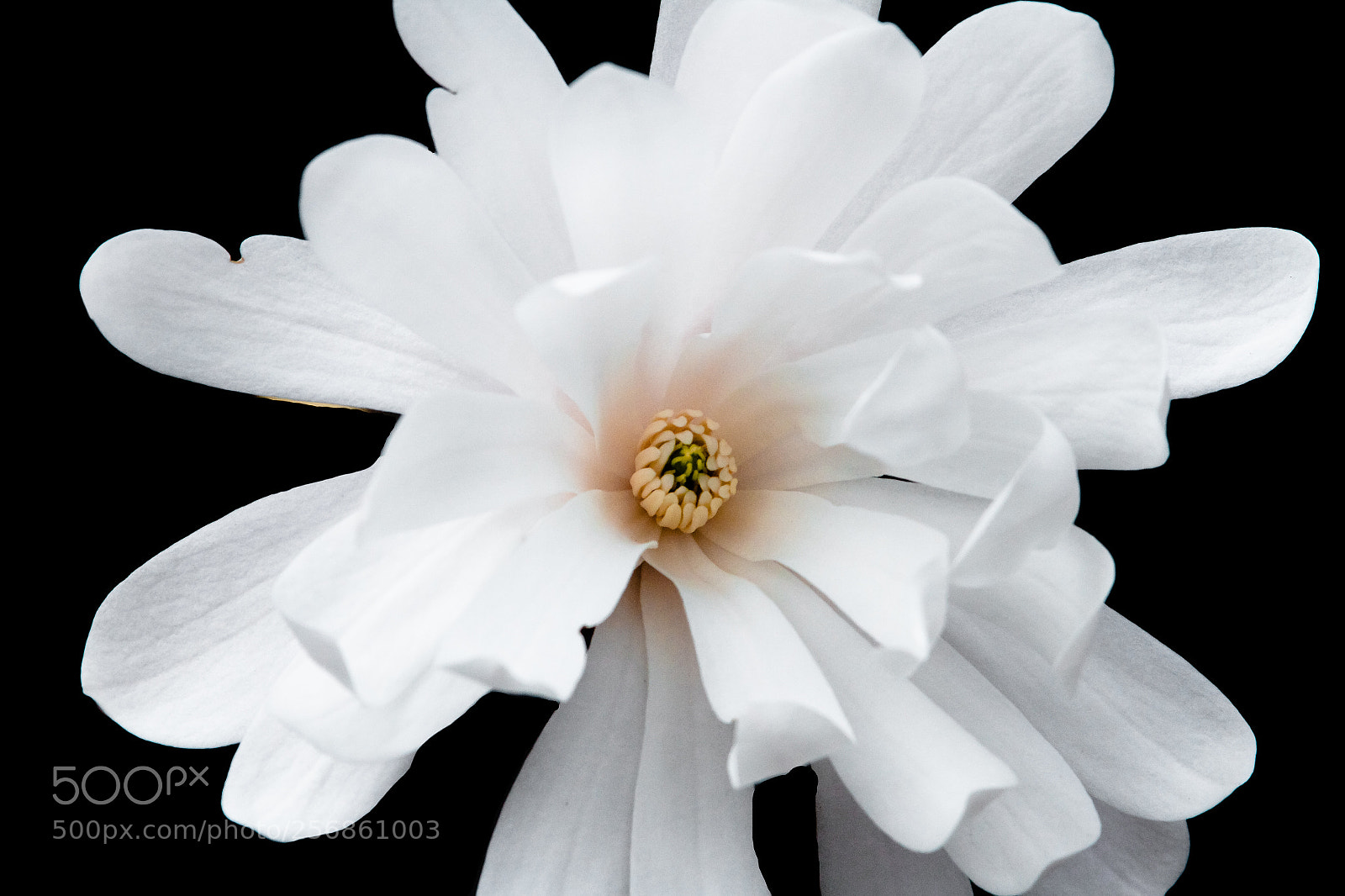 Canon EOS 7D sample photo. Star magnolia photography