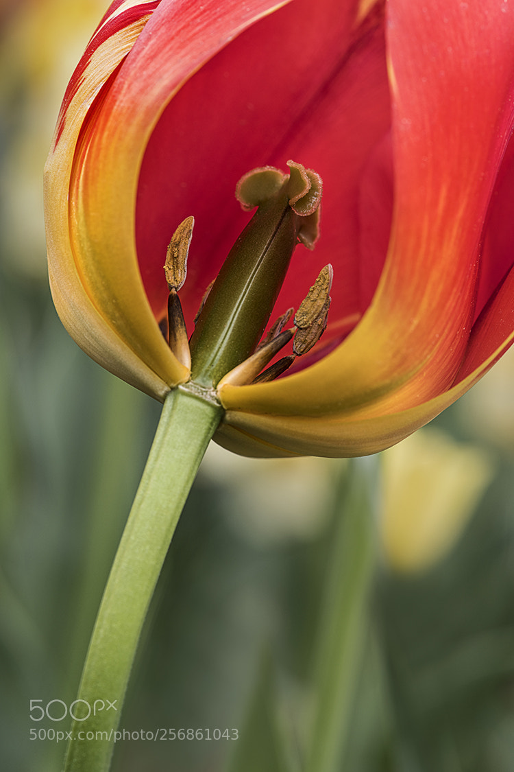 Nikon D850 sample photo. Web genie in a photography