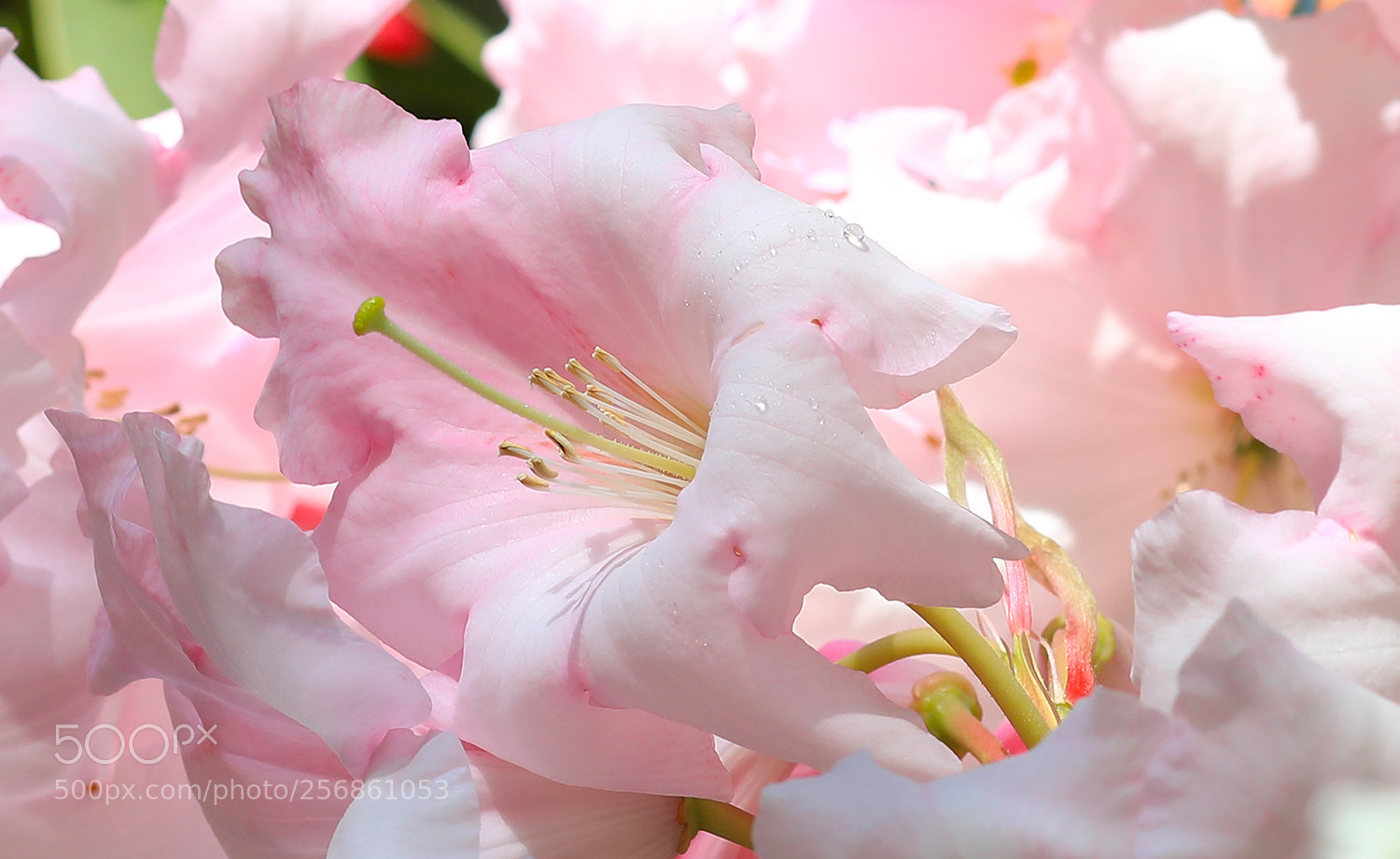 Canon EOS 5D Mark IV sample photo. In the pink photography