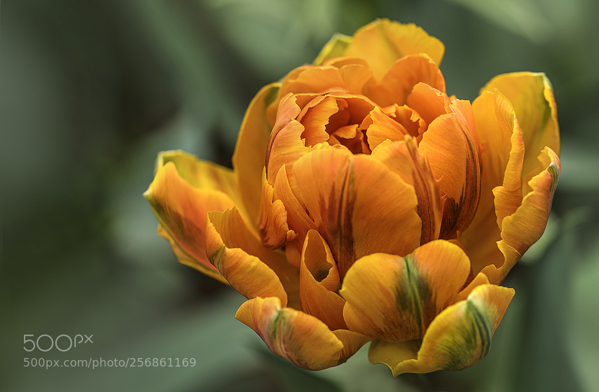 Nikon D850 sample photo. Web orange princess solo photography