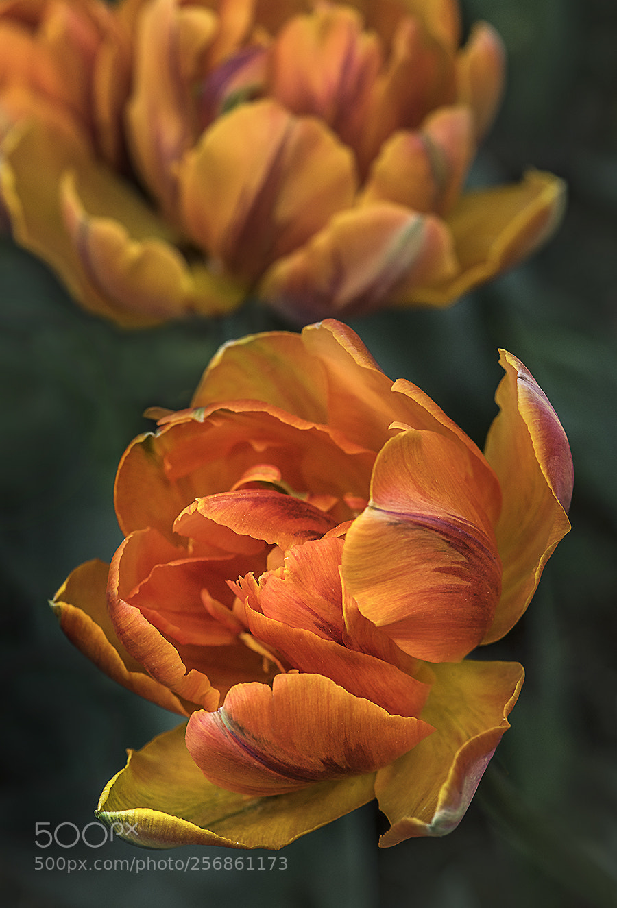 Nikon D850 sample photo. Web orange princess tulip photography