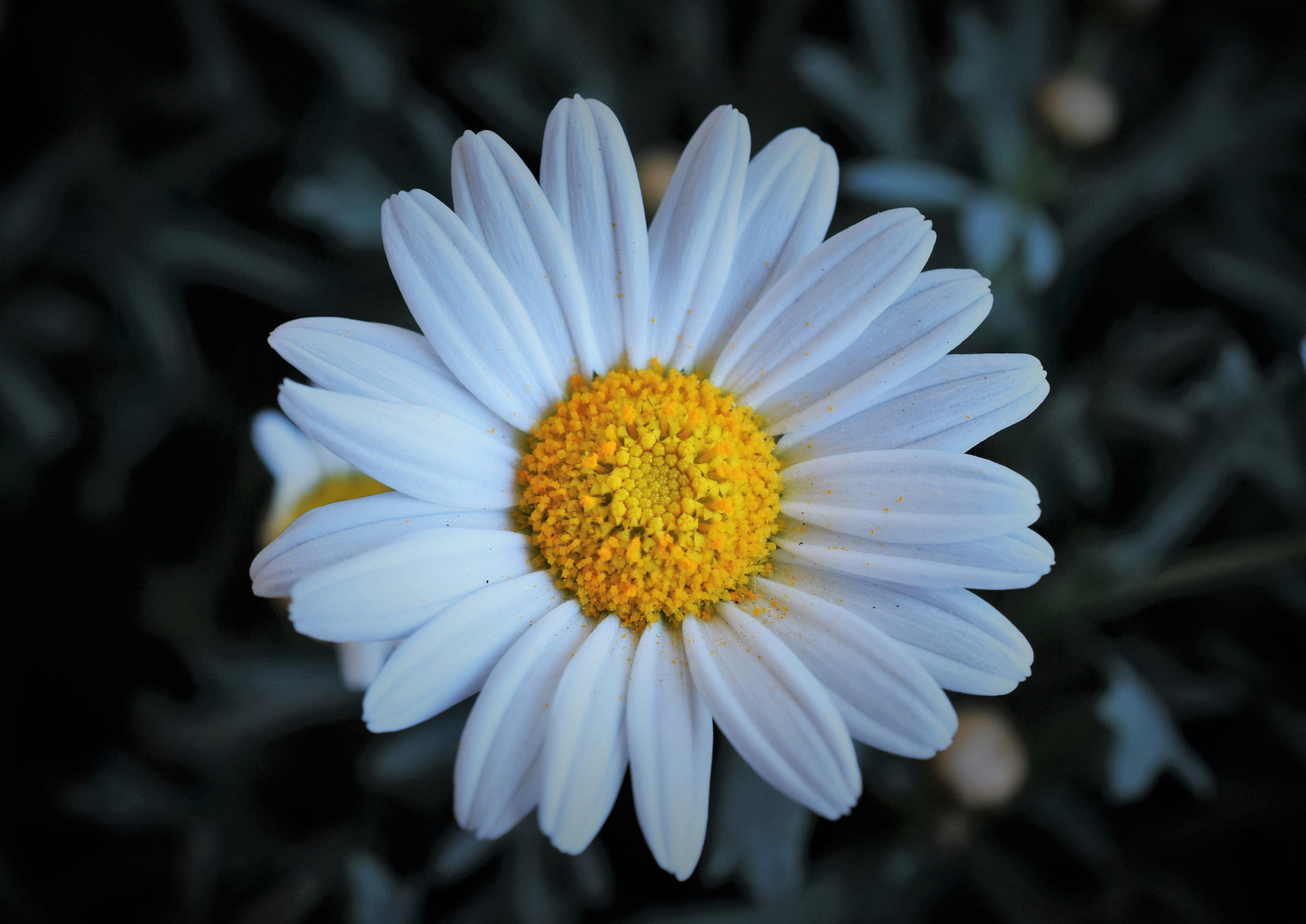 Nikon D5300 + Nikon AF-S DX Micro Nikkor 40mm F2.8 sample photo. Floral wheel photography