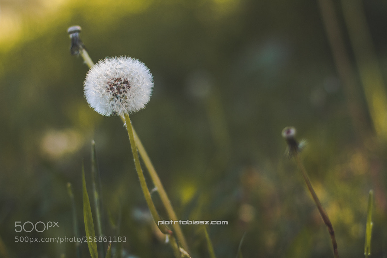 Canon EOS 7D sample photo. The last dandelions. photography