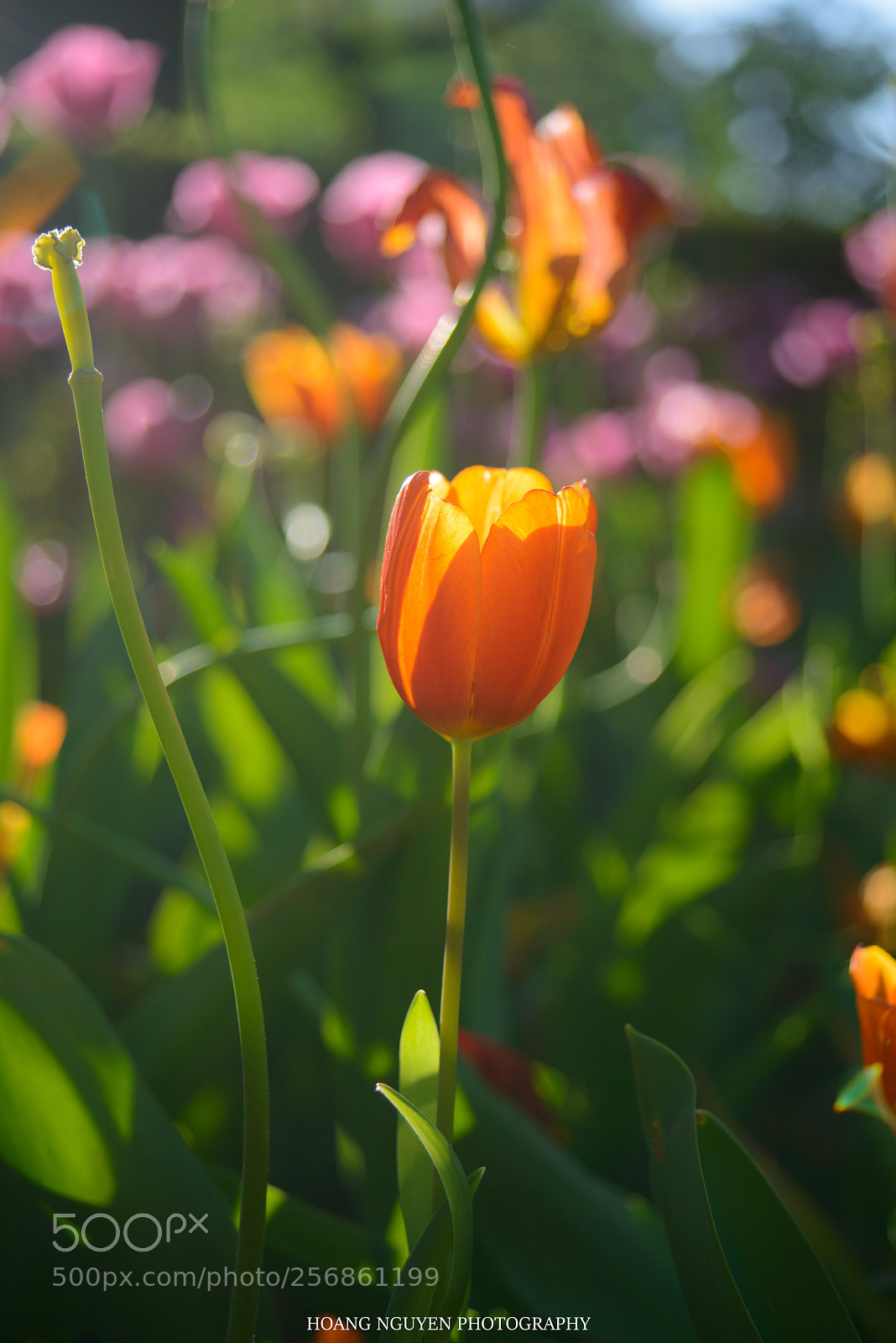 Nikon D800 sample photo. The tulips under sunshine photography