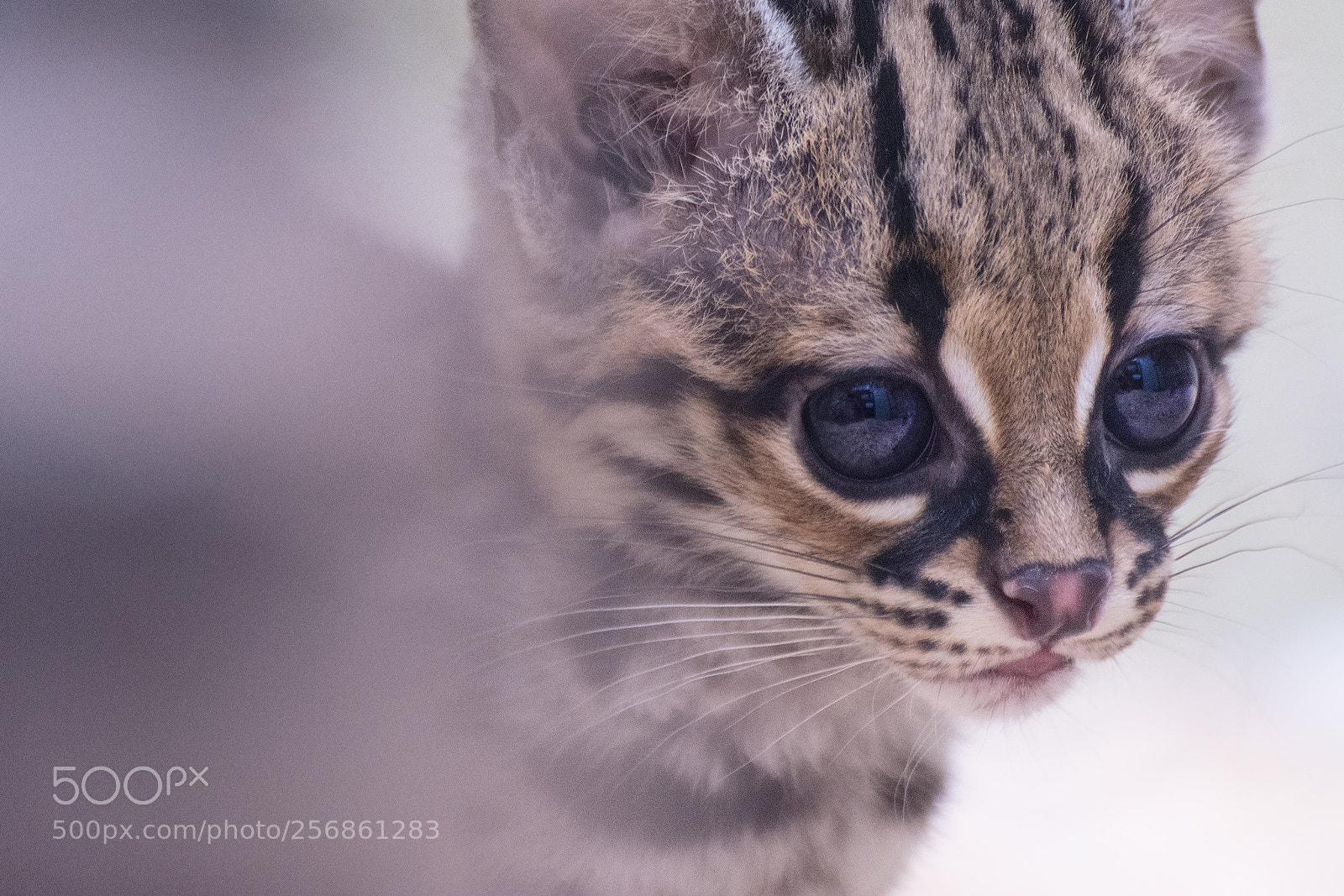 Nikon D7100 sample photo. Margay photography