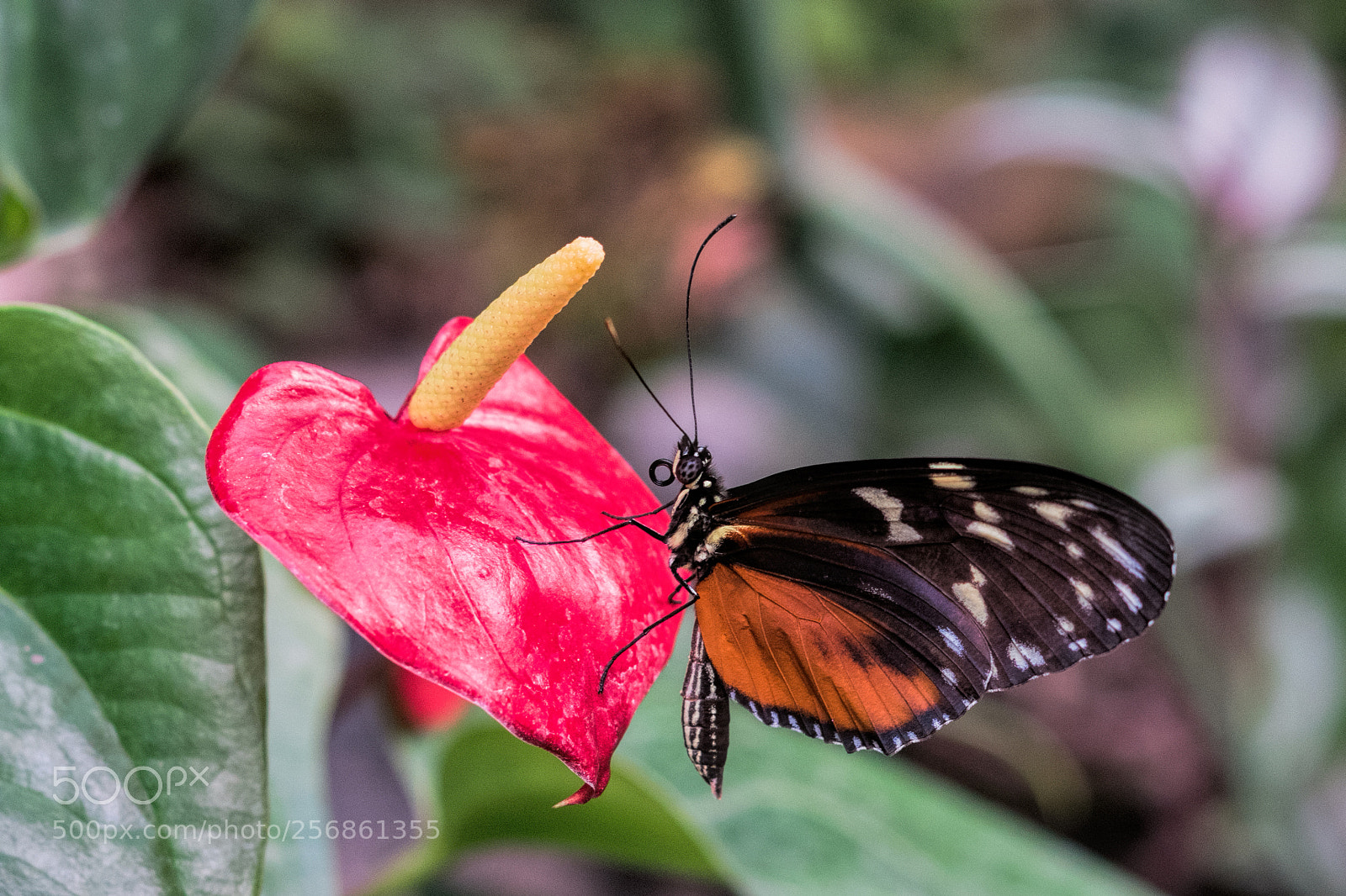 Fujifilm X-E1 sample photo. Butterfly 2 photography