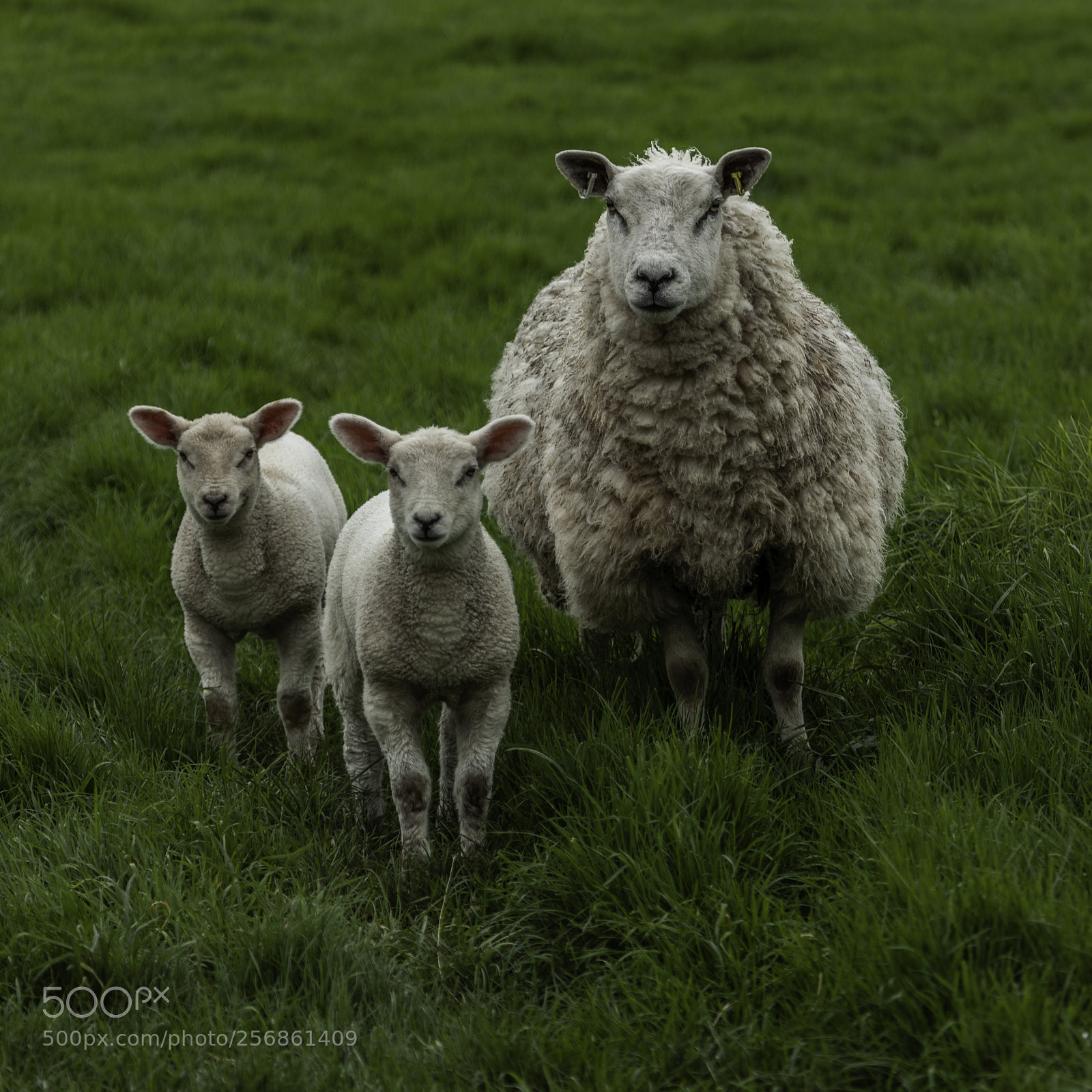 Canon EOS 5D Mark II sample photo. What ewe looking at photography