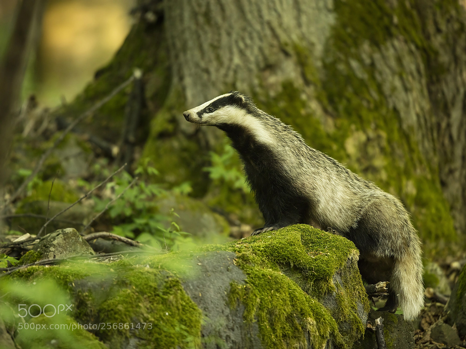 Canon EOS 5DS R sample photo. European badger photography
