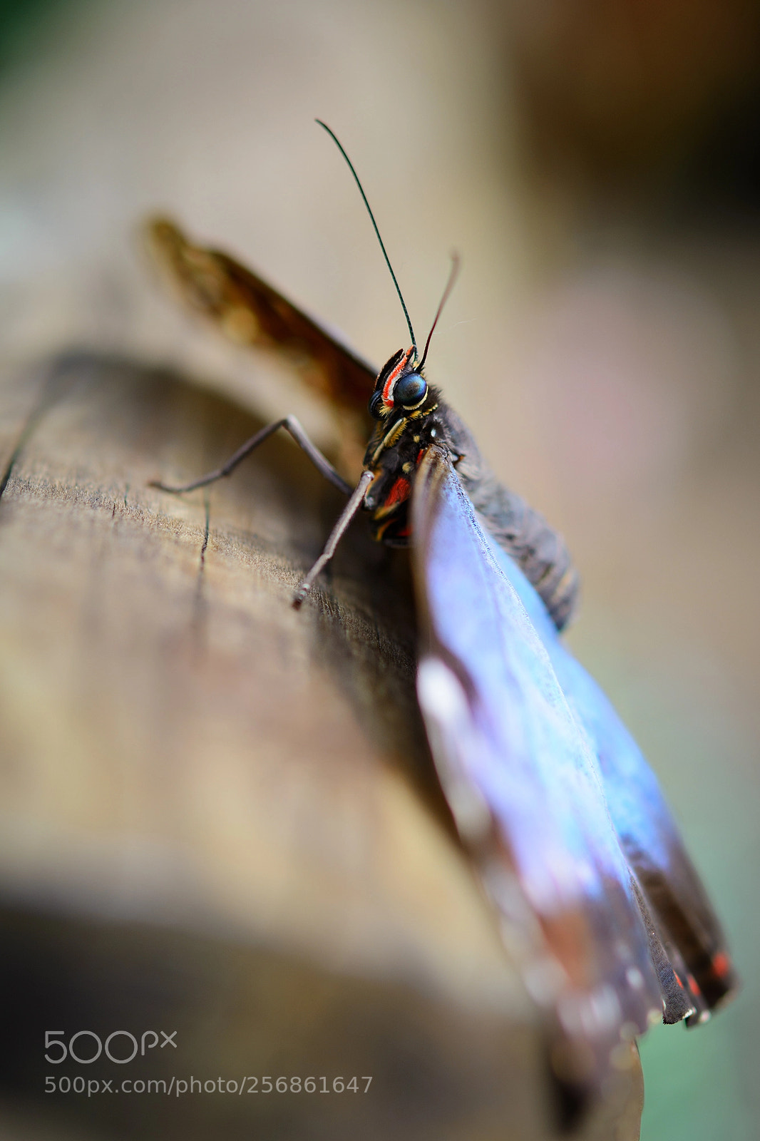 Nikon D7100 sample photo. Butterfly photography