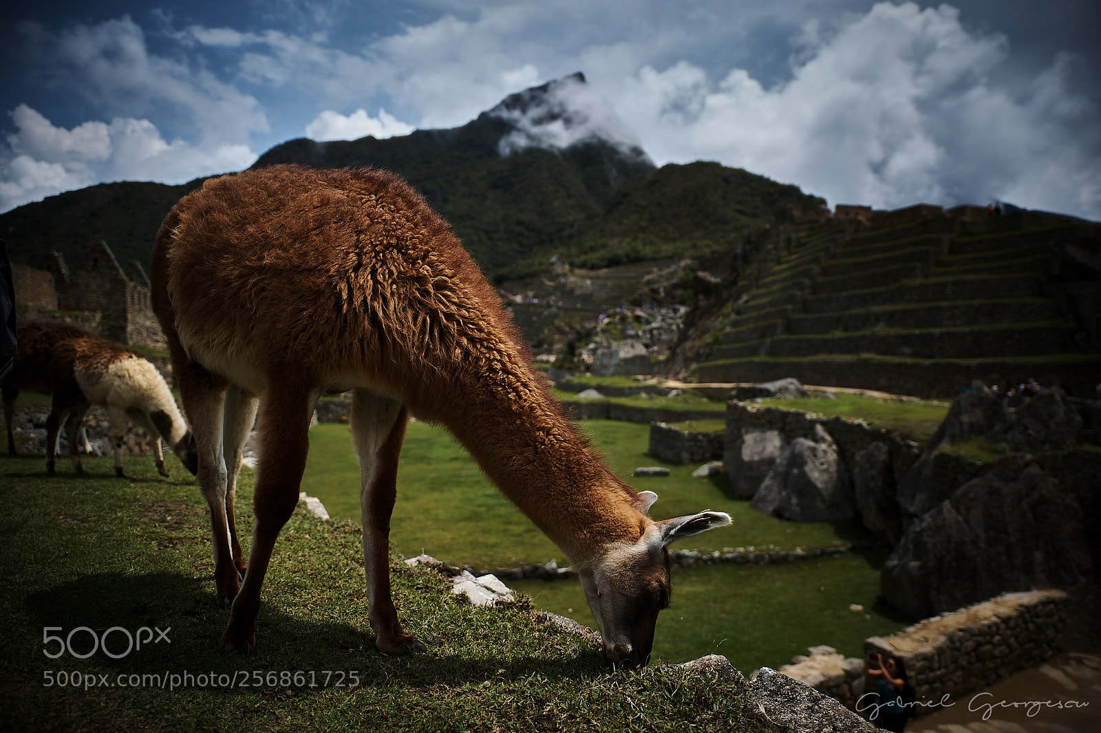 Nikon D850 sample photo. Llama, machu picchu photography