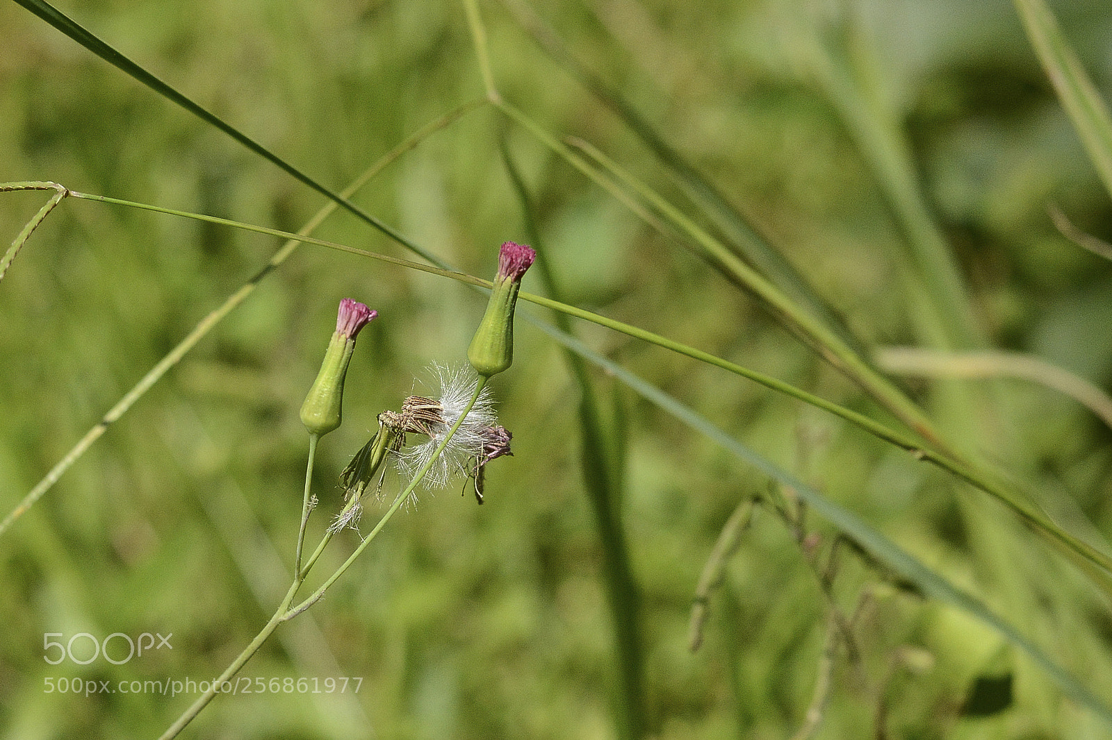 Nikon D7100 sample photo. Pequeninas belezas. photography