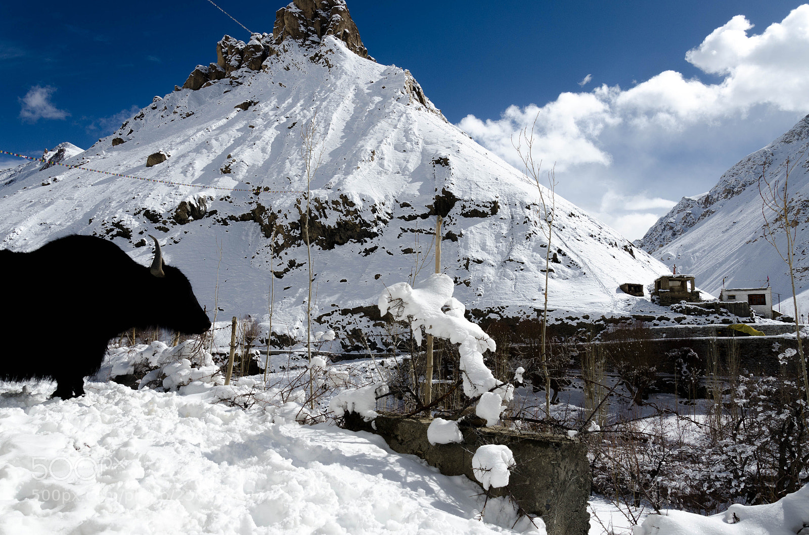 Nikon D7000 sample photo. Yak @ fanzilla photography
