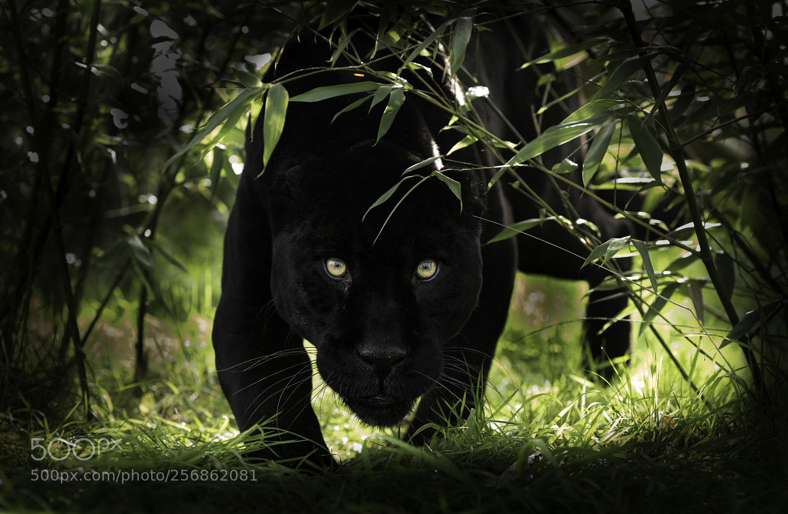 Nikon D810 sample photo. Black jaguar photography