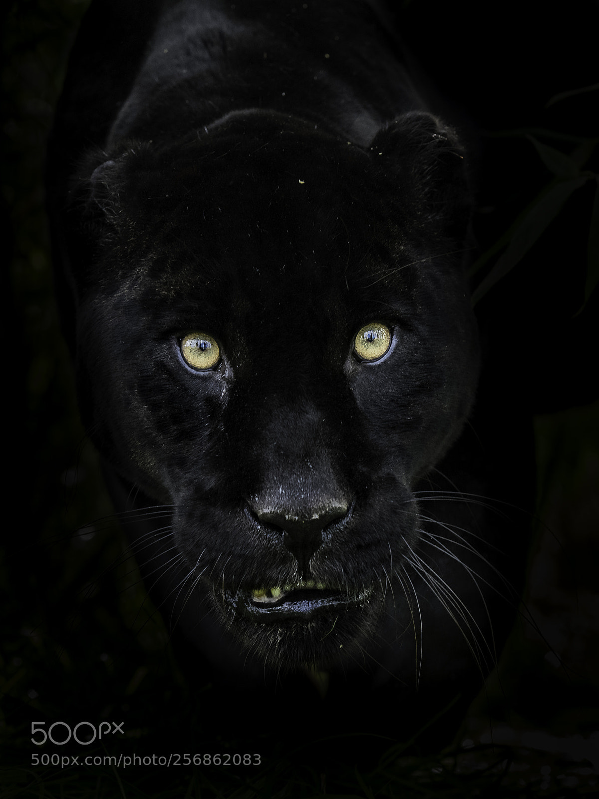 Nikon D810 sample photo. Black jaguar photography