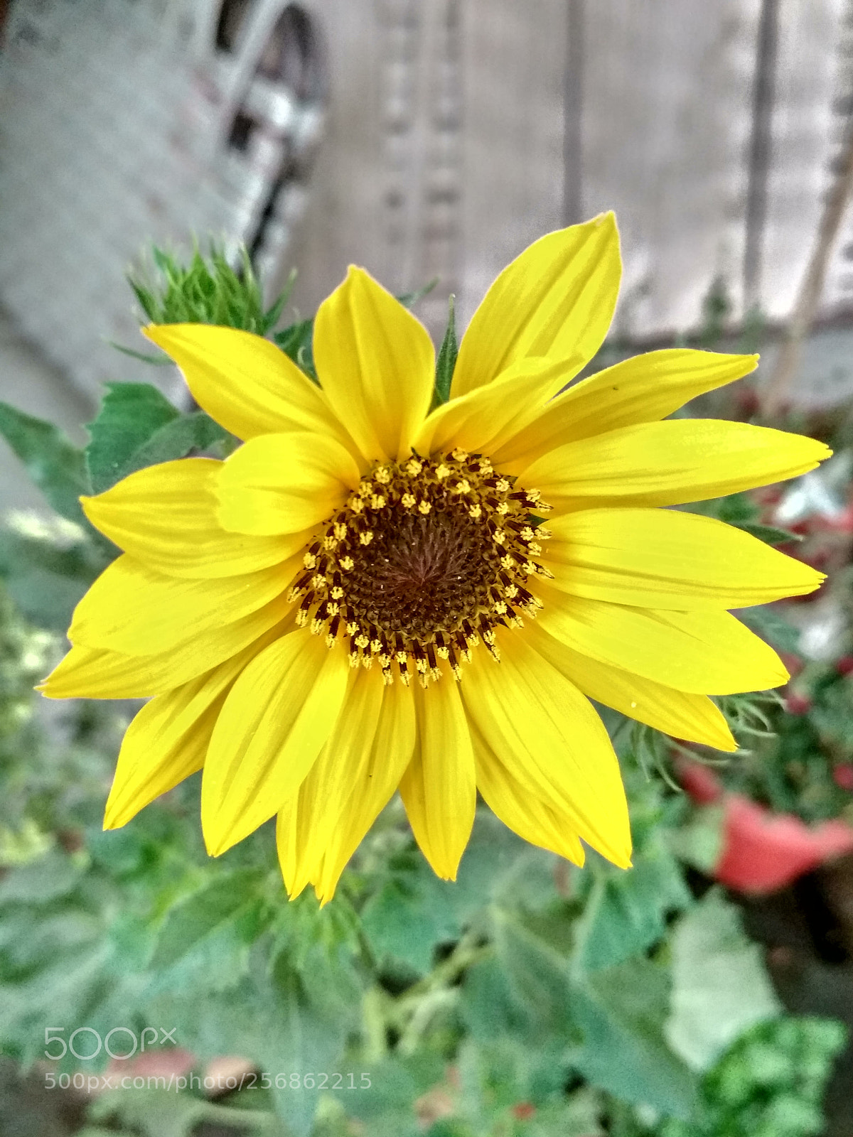 Xiaomi Redmi 4 Pro sample photo. Gold photography