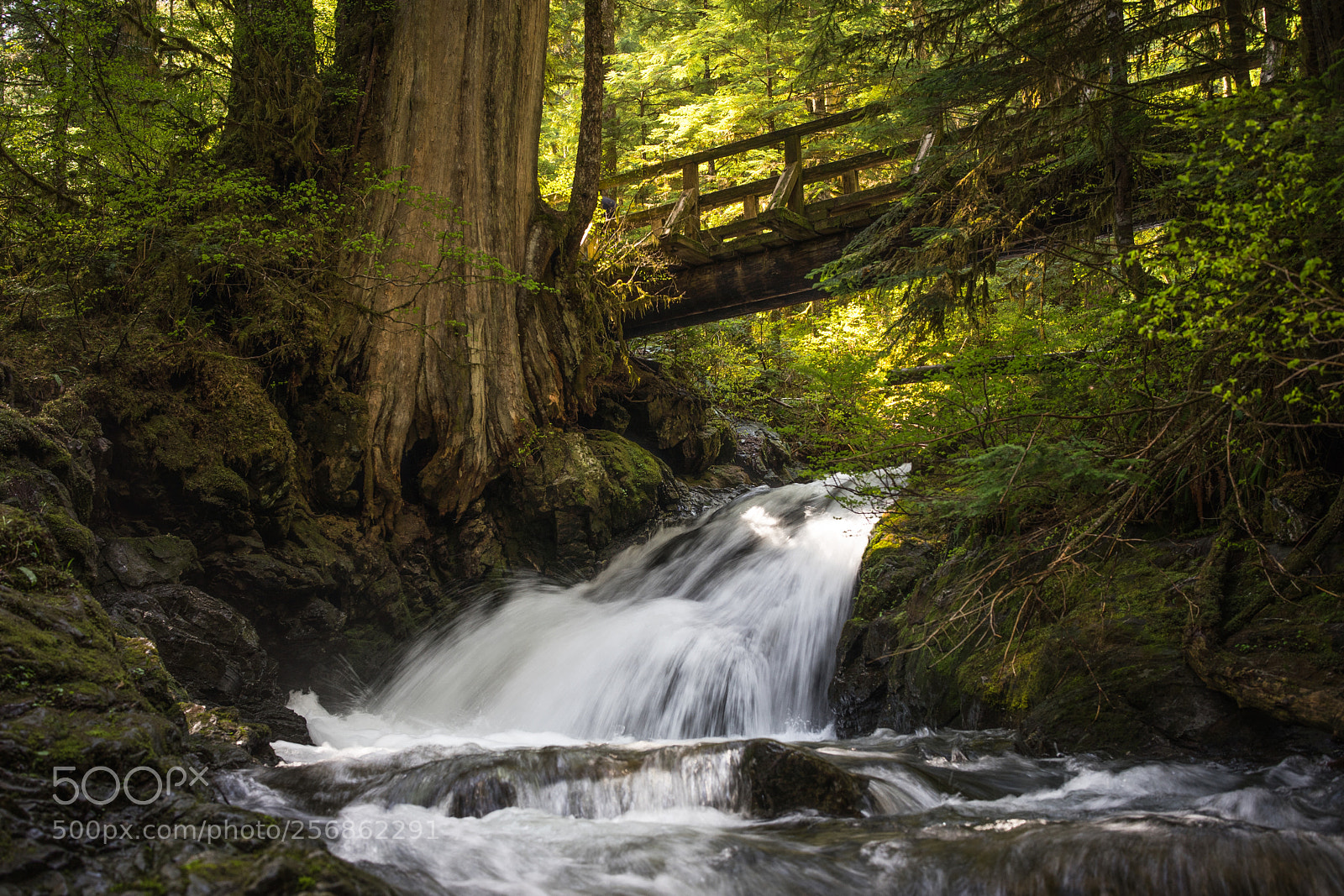 Sony a7 II sample photo. Across the stream photography
