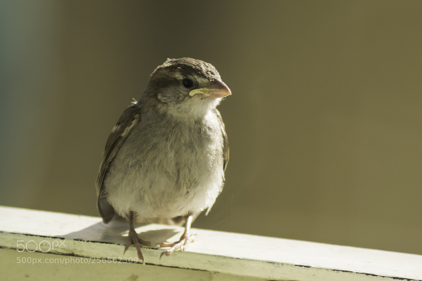 Nikon D3100 sample photo. Passerotto photography