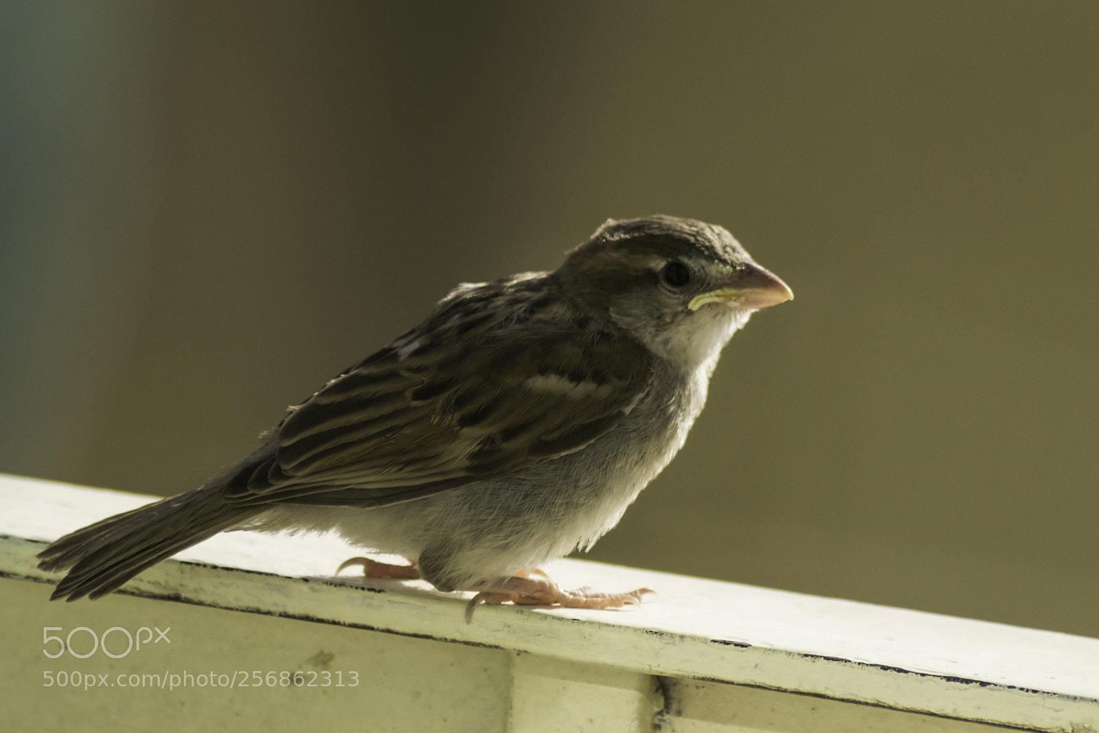 Nikon D3100 sample photo. Passerotto photography