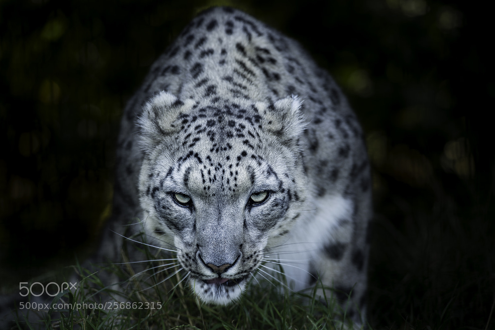 Nikon D5 sample photo. Snow leopard photography
