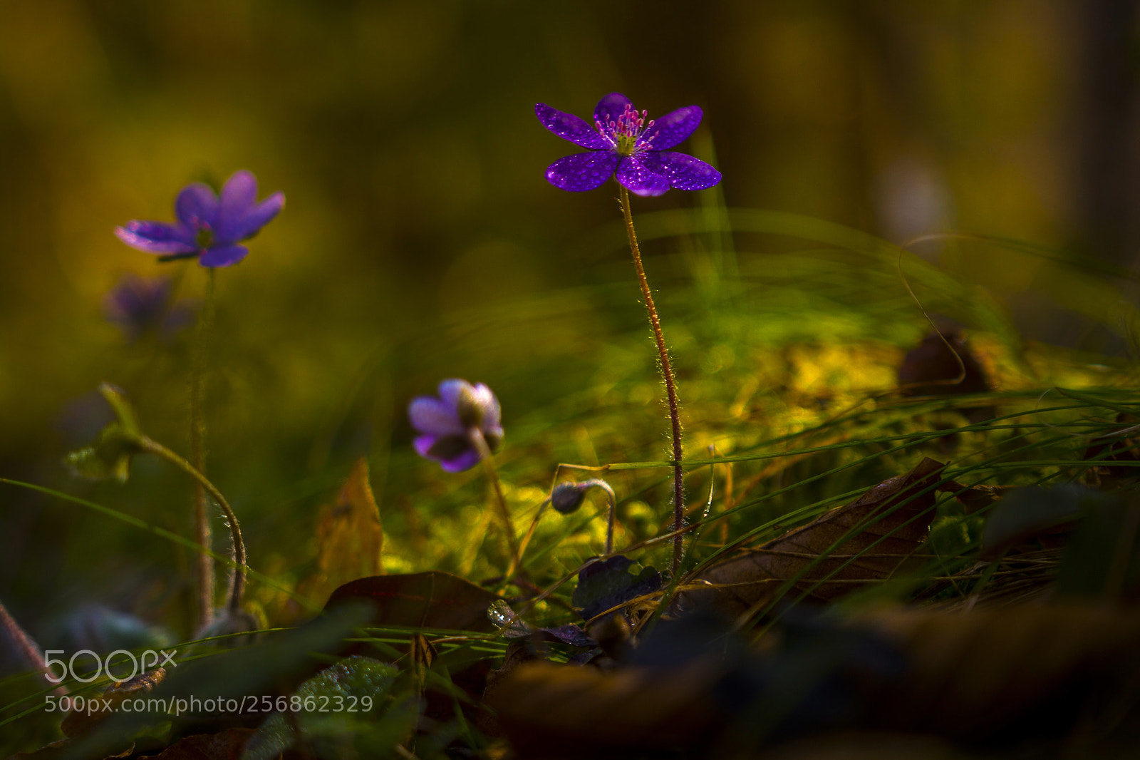 Nikon D7100 sample photo. Lonely beauty ..(hepatica nobilis) photography