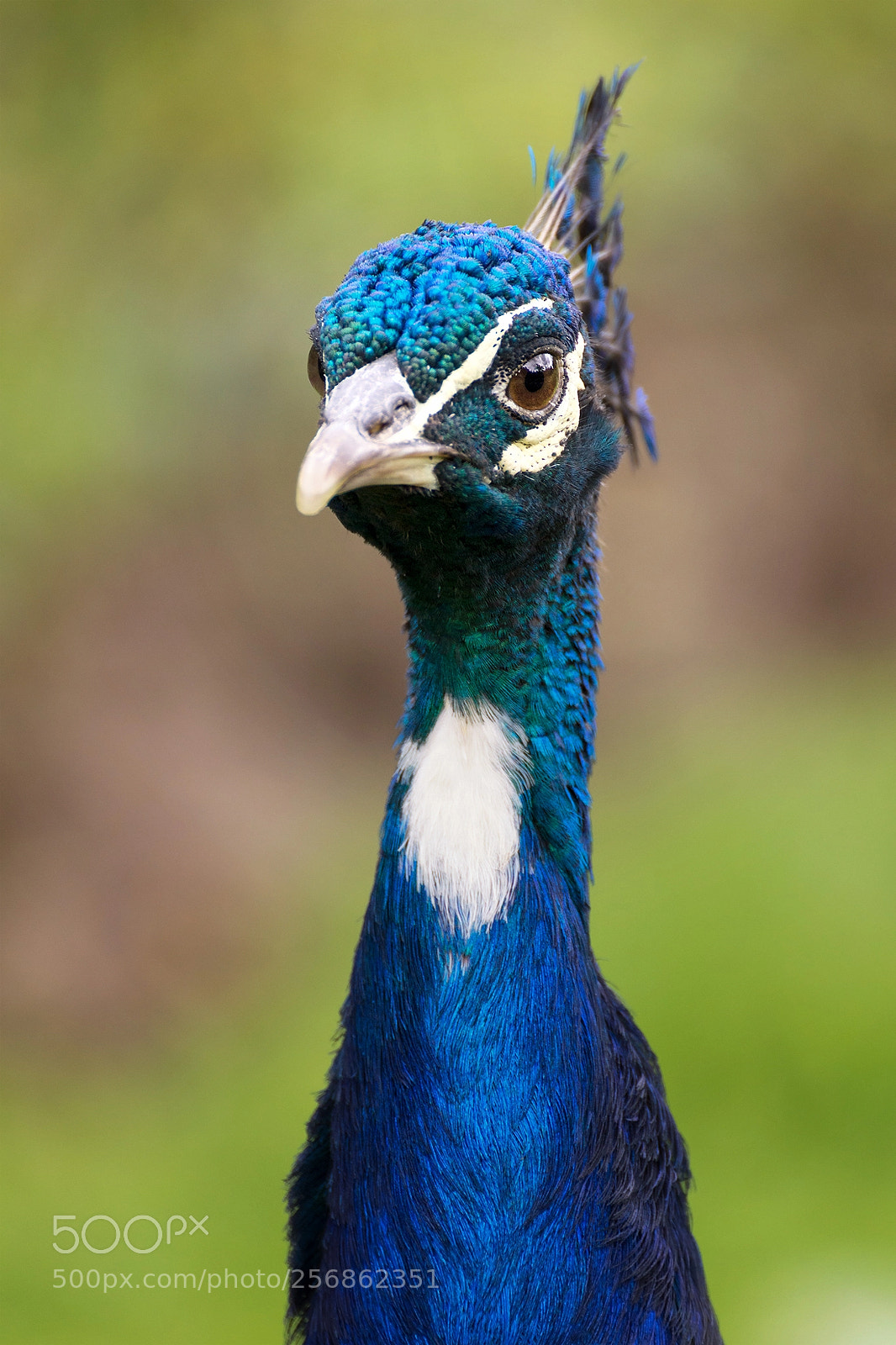 Nikon D3200 sample photo. Indian peafowl photography