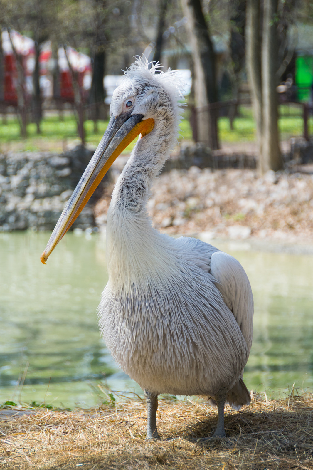 Nikon D5300 sample photo. Blind pelican photography