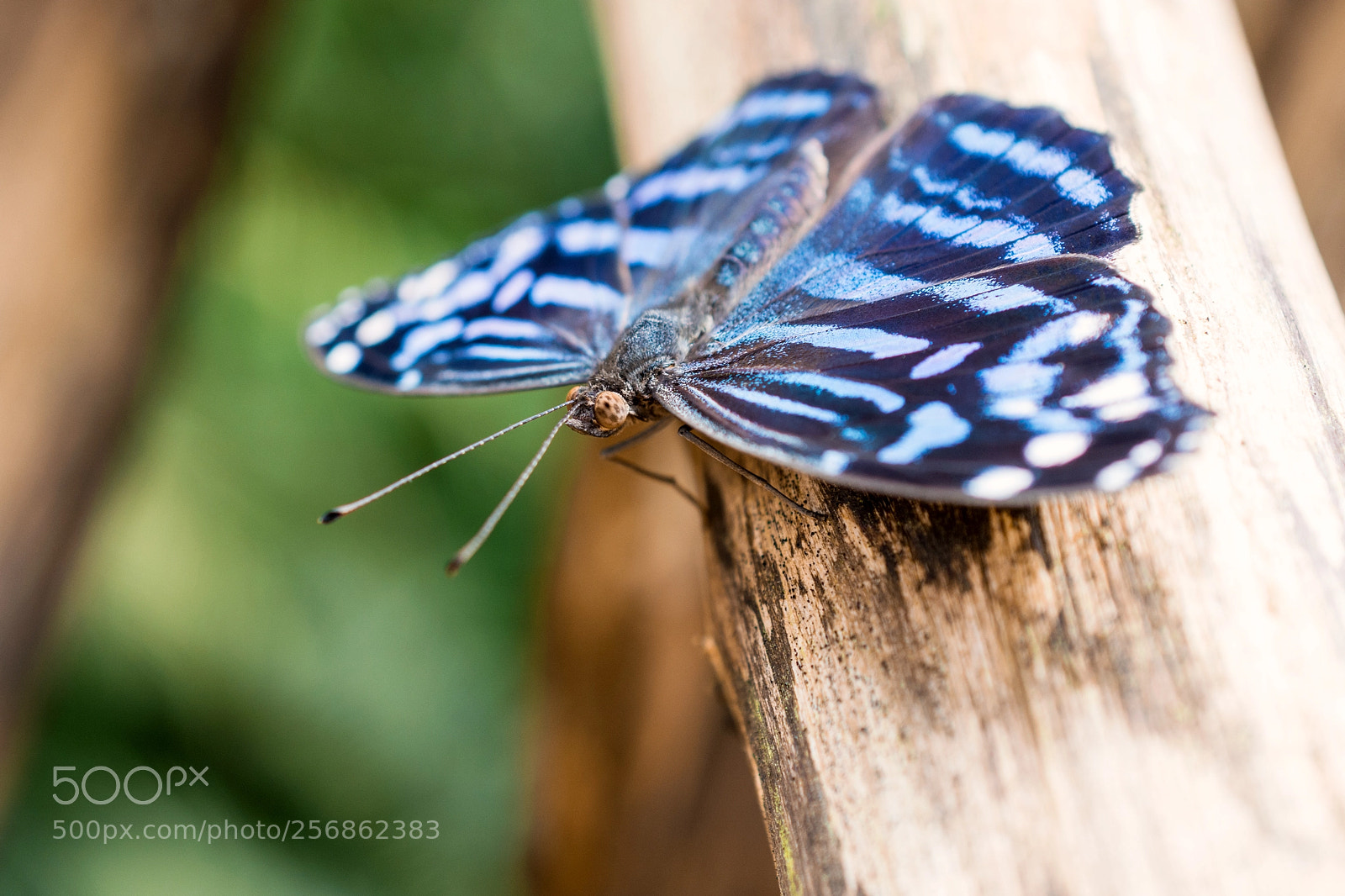 Nikon D7100 sample photo. Butterfly photography