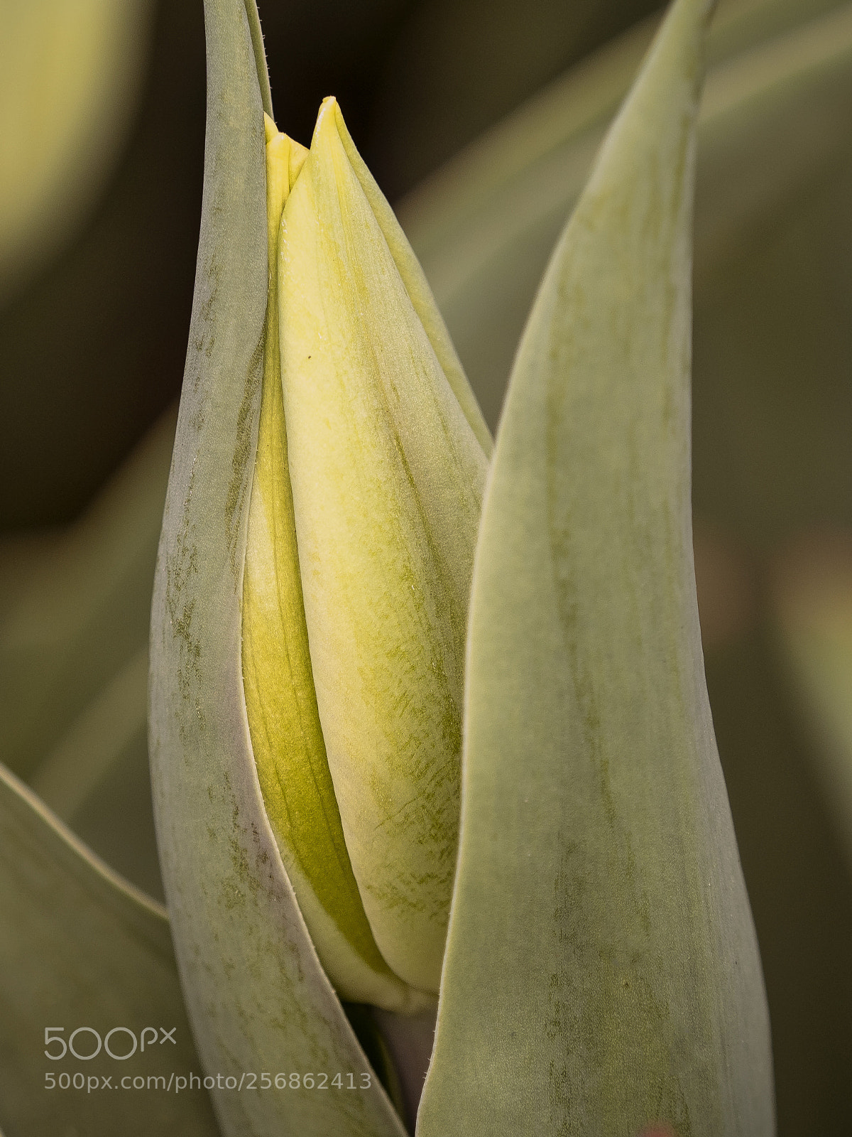 Olympus OM-D E-M1 Mark II sample photo. Just being born ... photography