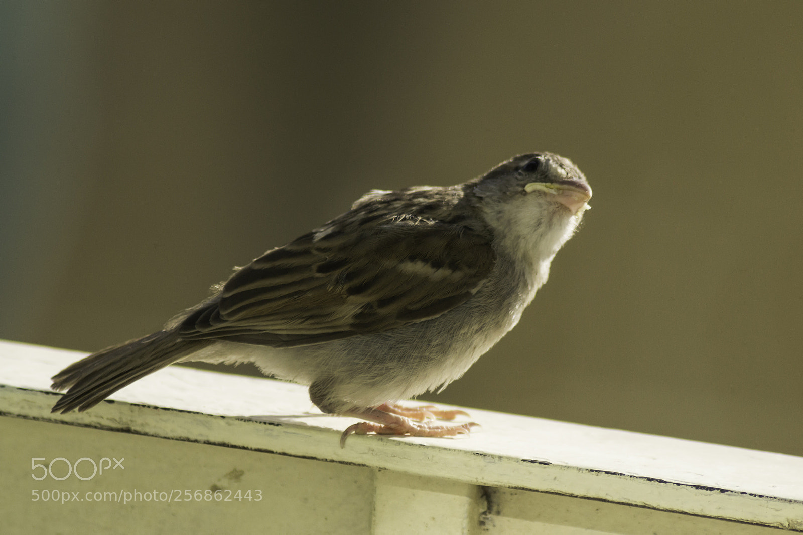 Nikon D3100 sample photo. Passerotto photography
