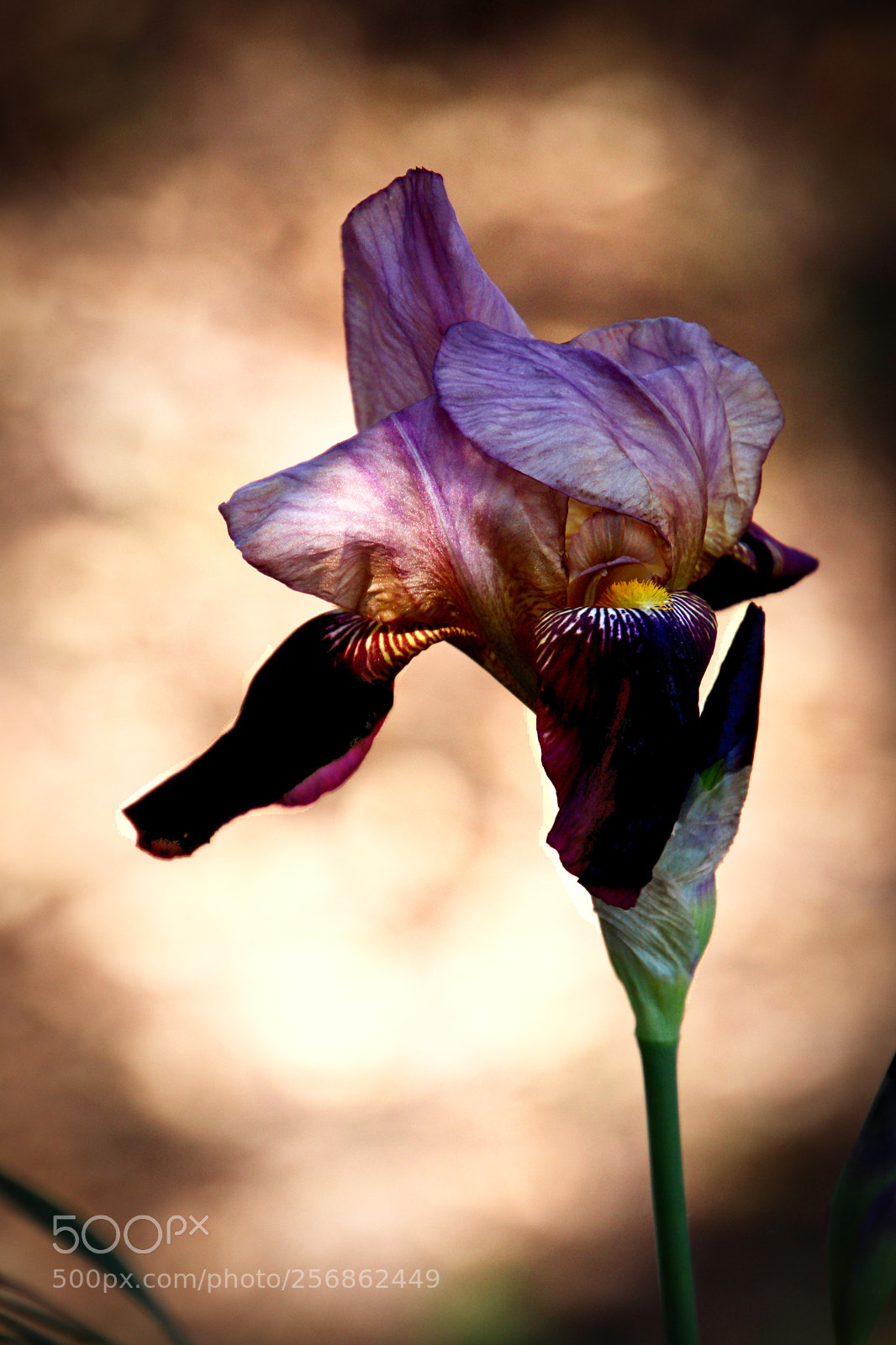 Canon EOS 77D (EOS 9000D / EOS 770D) sample photo. Iris photography