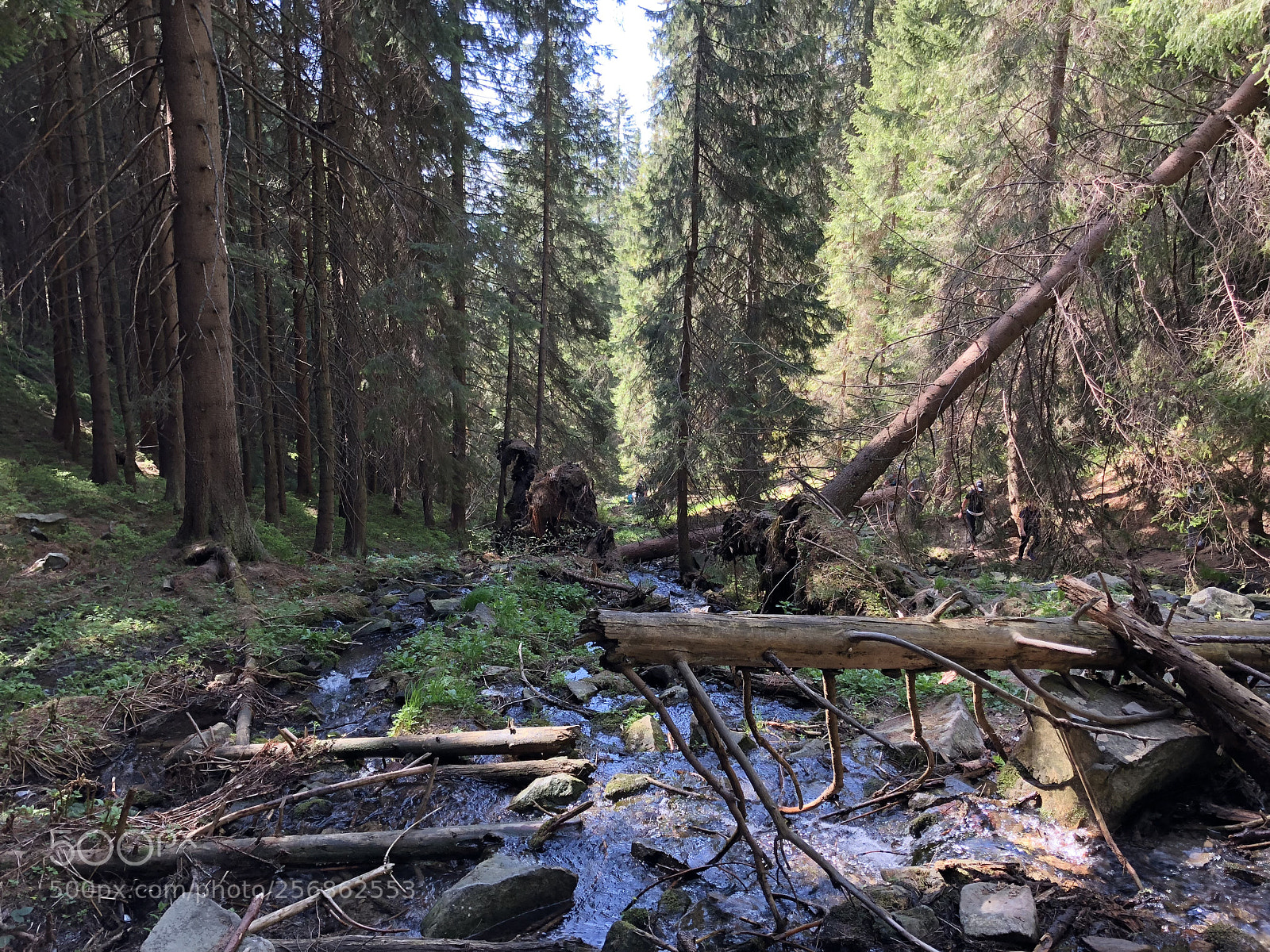 Apple iPhone 8 sample photo. Babia gora national park photography