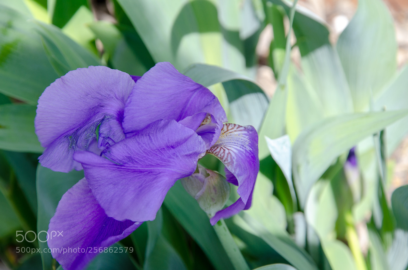 Nikon D7000 sample photo. Fleur-de-lis photography