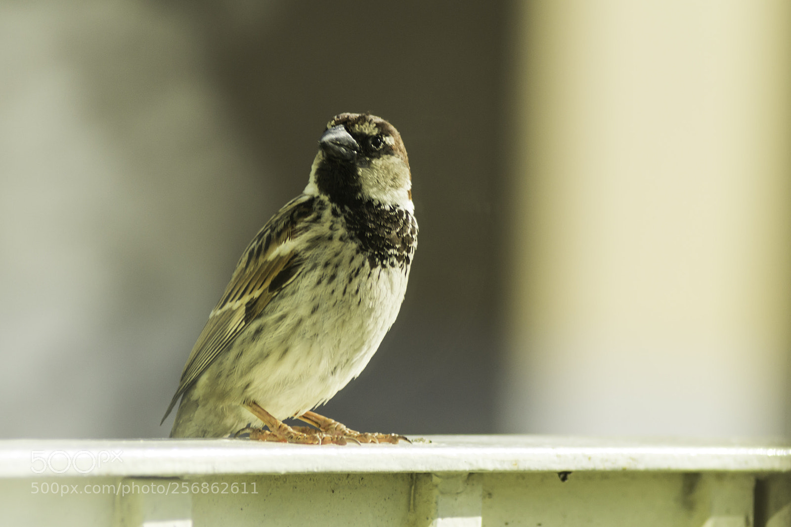 Nikon D3100 sample photo. Passero photography