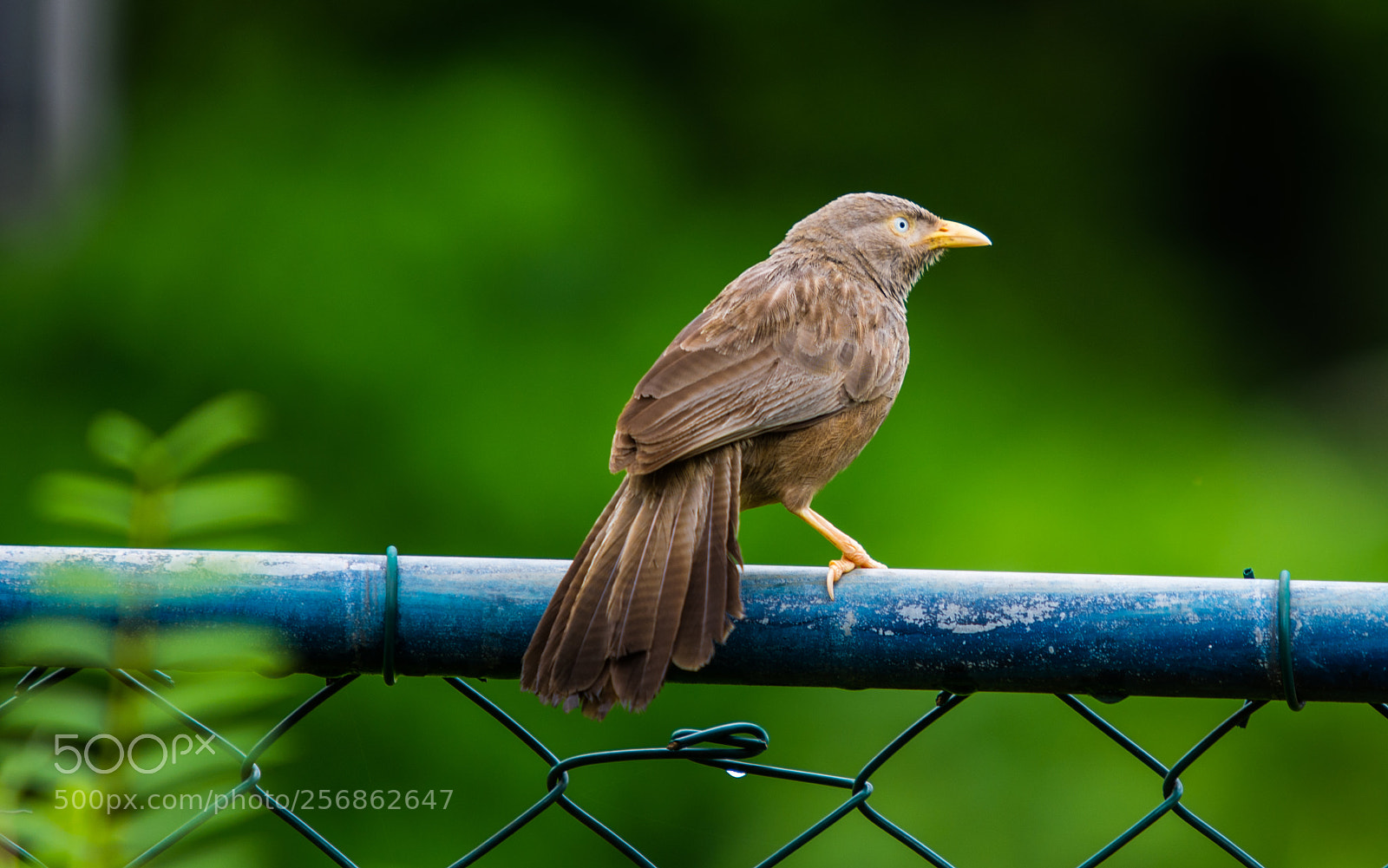 Nikon D7200 sample photo. Orange billed babbler photography