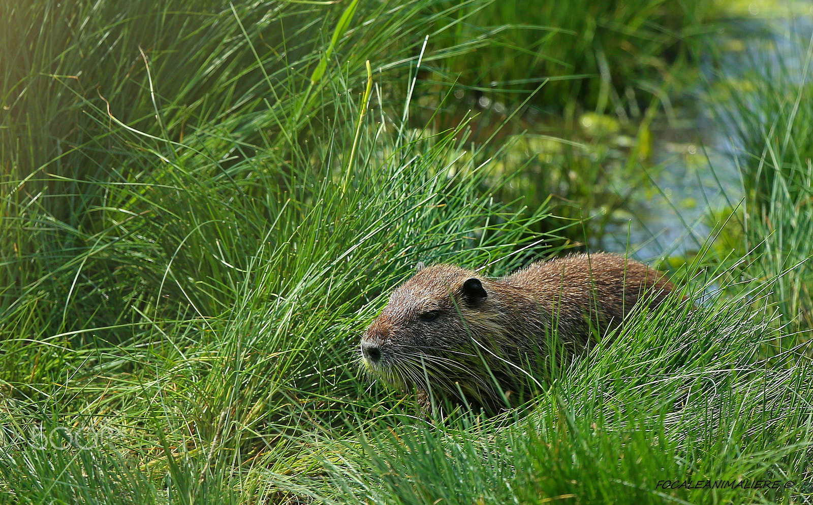 Canon EOS-1D X + Canon EF 100-400mm F4.5-5.6L IS USM sample photo. Focaleanimaliere © photography