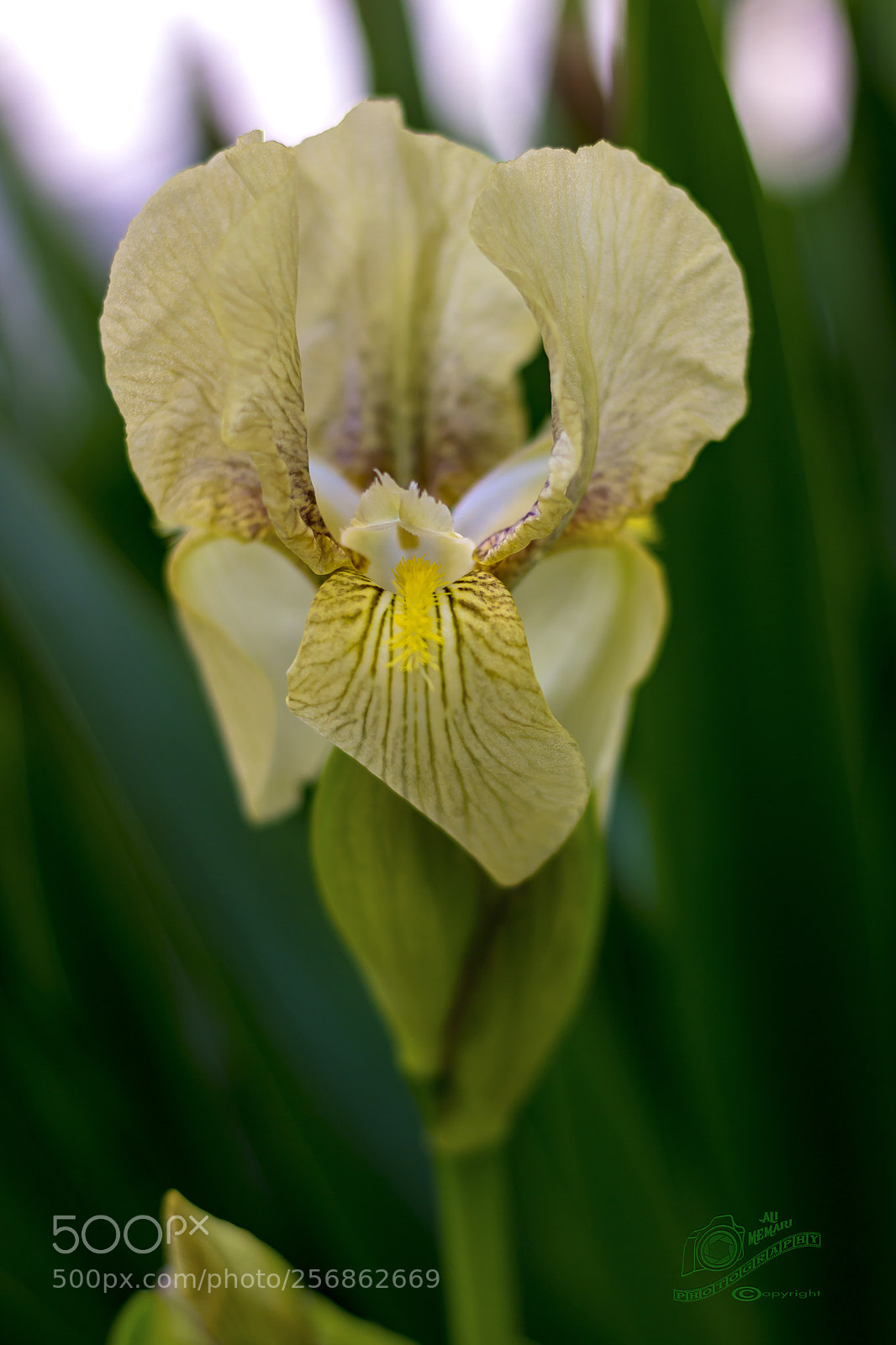 Canon EOS 760D (EOS Rebel T6s / EOS 8000D) sample photo. Lily , new guest photography