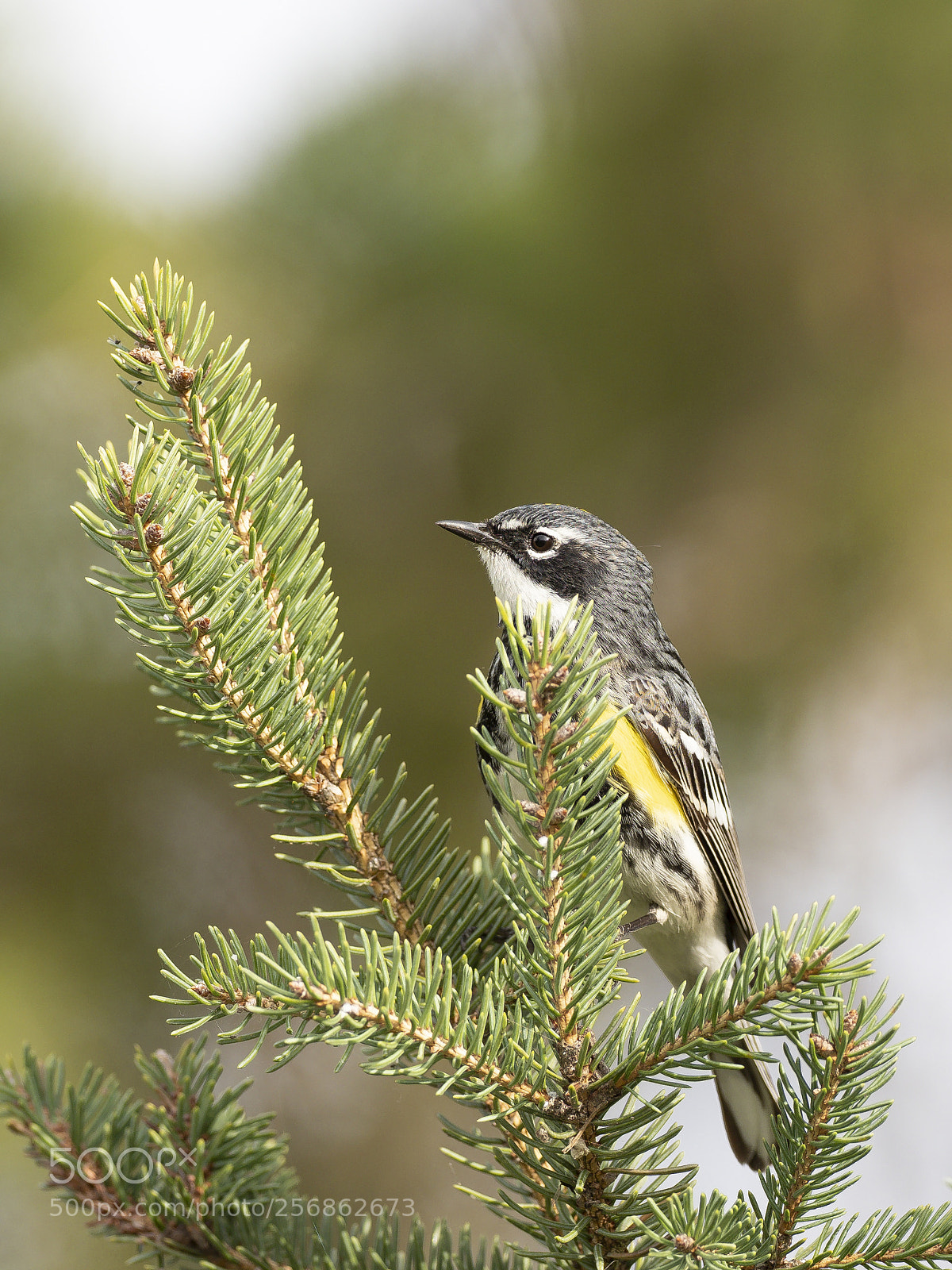 Olympus OM-D E-M1 Mark II sample photo. Warbler photography