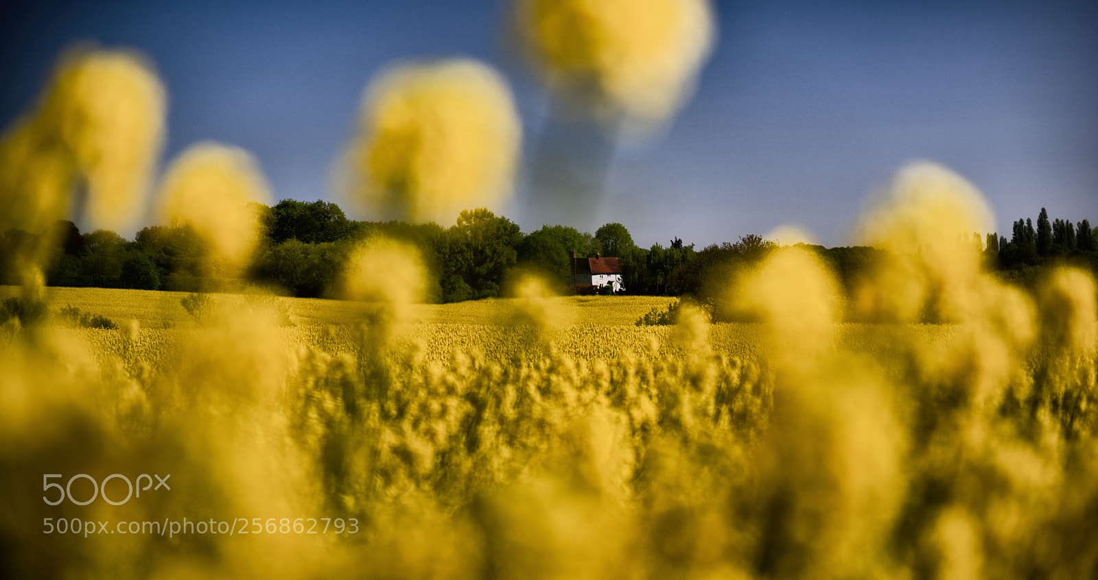 Nikon D810 sample photo. Sun on the rapeseed photography